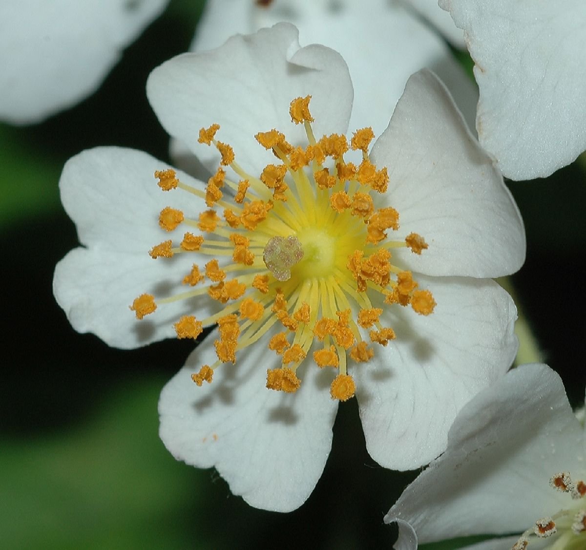 Цветок розоцветных растений. Rosa multiflora. Rosaceae Розоцветные. Rosaceae (Rose Family). Розоцветные Магнолия.