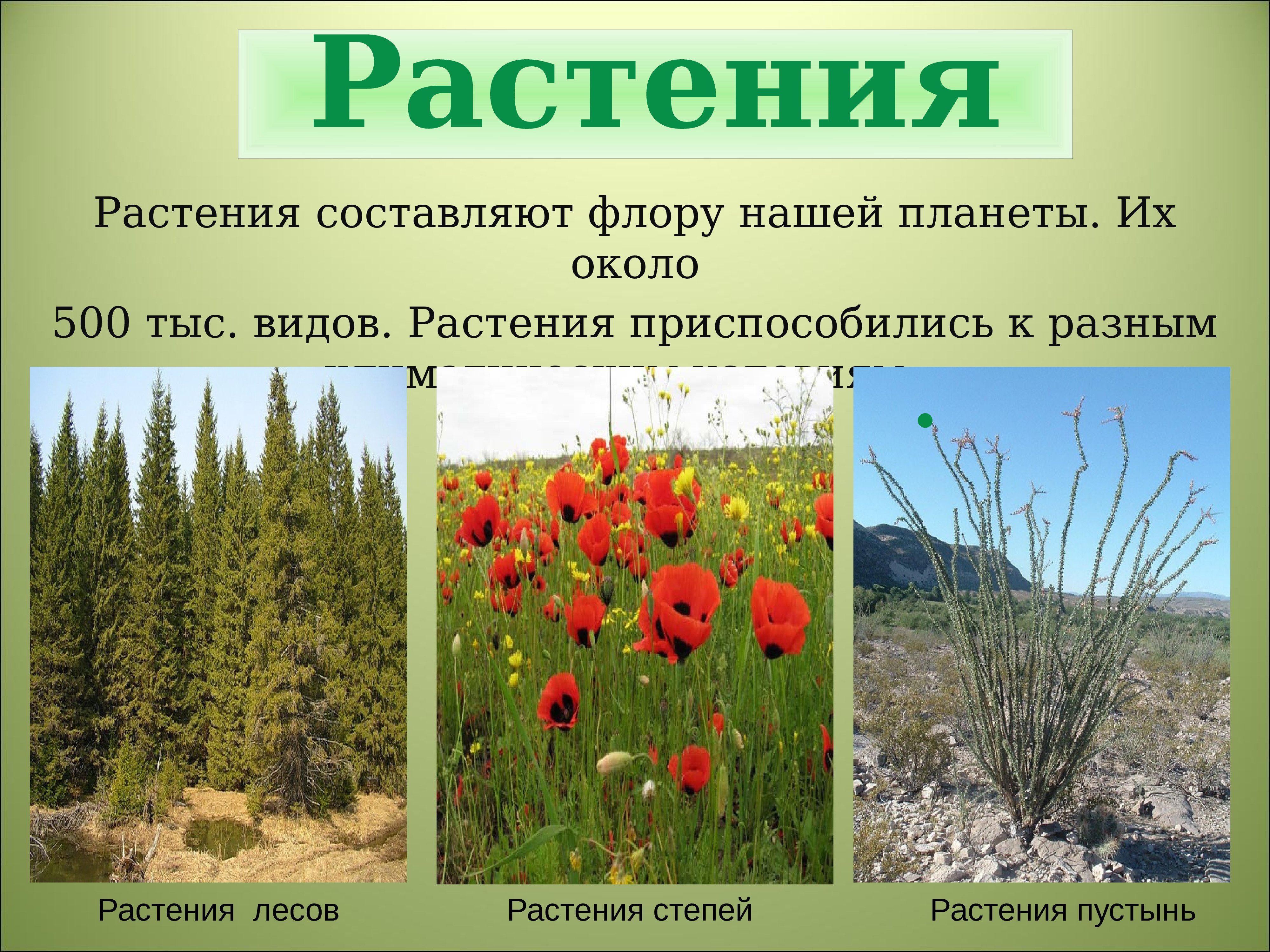 Как приспособились растения. Растительность степи. Растения лесов и степей. Приспособление растений к условиям степи.