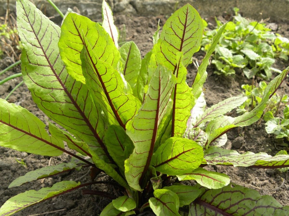 Кто такой щавель. Щавель обыкновенный Rumex acetosa. Щавель Бельвийский. Щавель обыкновенный, кислый. Щавель ложносолончаковый.