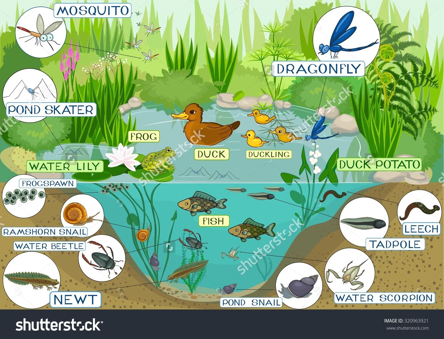Изучите фрагмент экосистемы водоема представленный. Экосистема пруда для дошкольников. Эосистема ВОДОЕМАДЛЯ детей. Экосистема водоем для детей. Экосистема водоема для дошкольников.