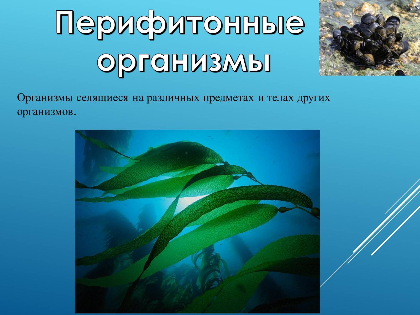 Приспособление живых организмов в океане. Адаптация организмов к водной среде. Водная среда жизни адаптации организмов. Адаптации к жизни в водной среде. Приспособление организмов к водной среде.