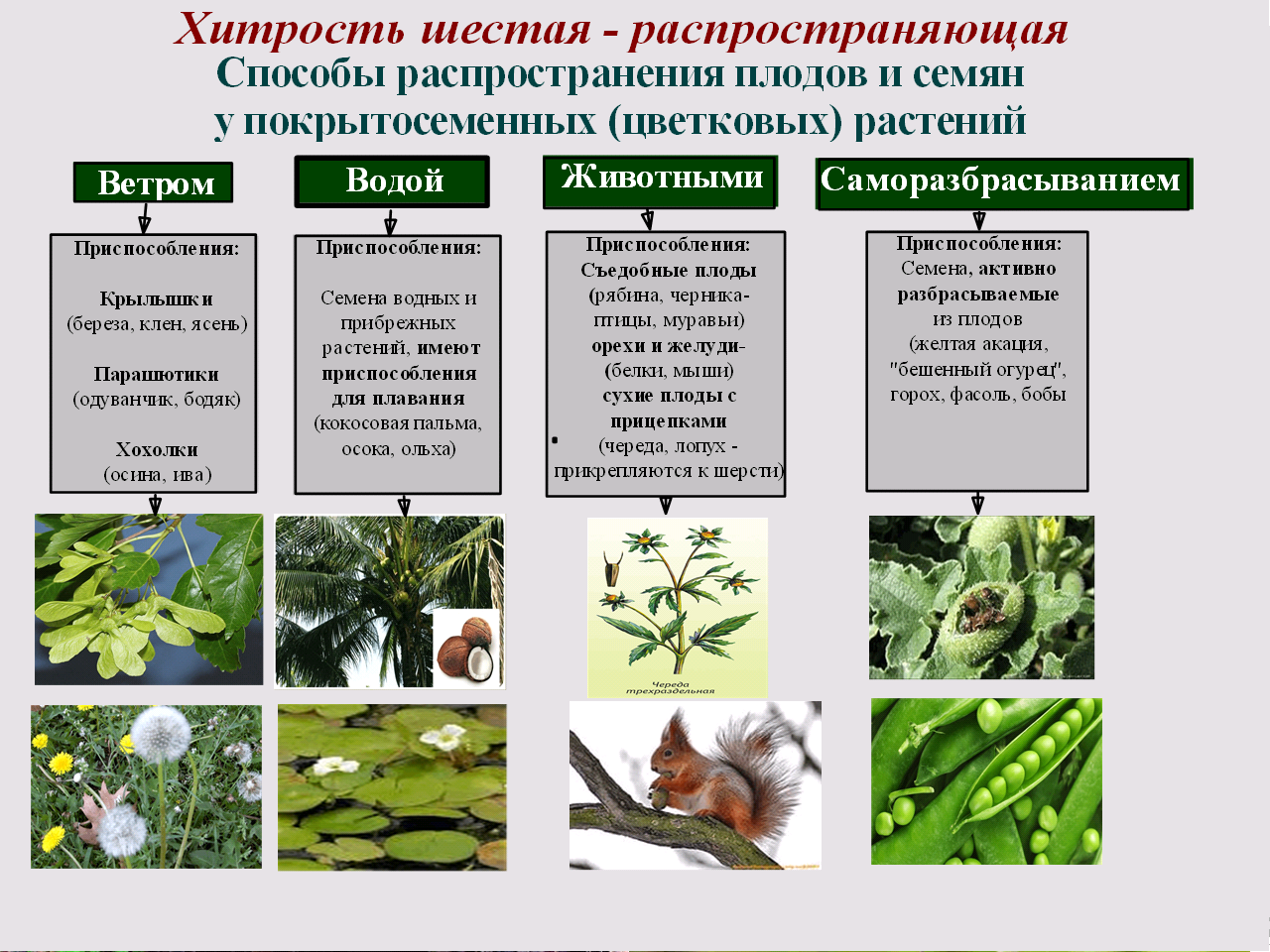 Среда растение. Приспособленность растений к среде обитания. Виды приспособлений у растений с примерами таблица. Адаптация растений к среде обитания. Приспособления адаптации растений.