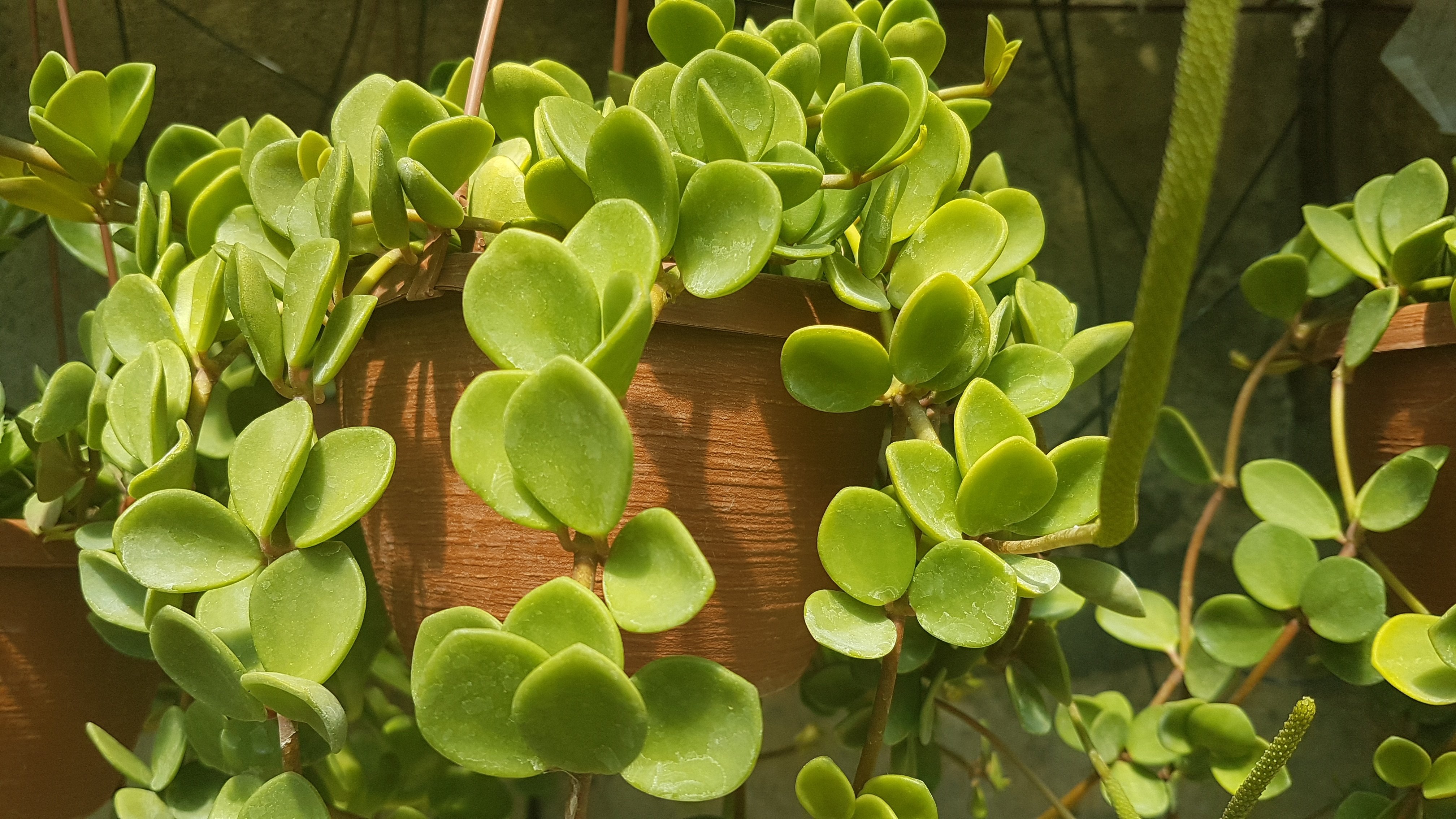 Пеперомия Peperomia bangroana