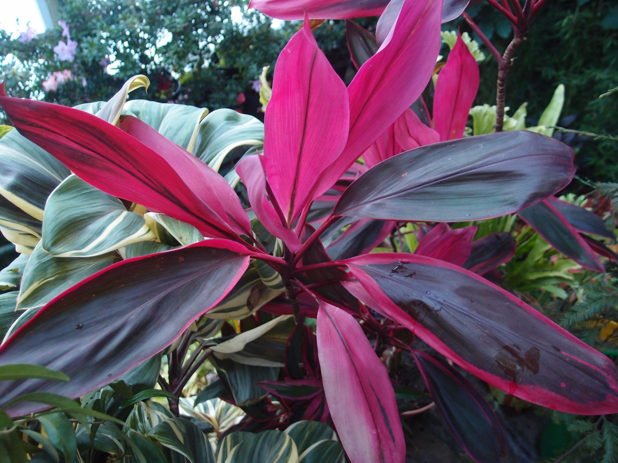 Кордилина. Кордилина кустарниковая Cordyline fruticosa. Кордилина фрутикоза Конга. Фикус Кордилина. Кордилина Red sister.