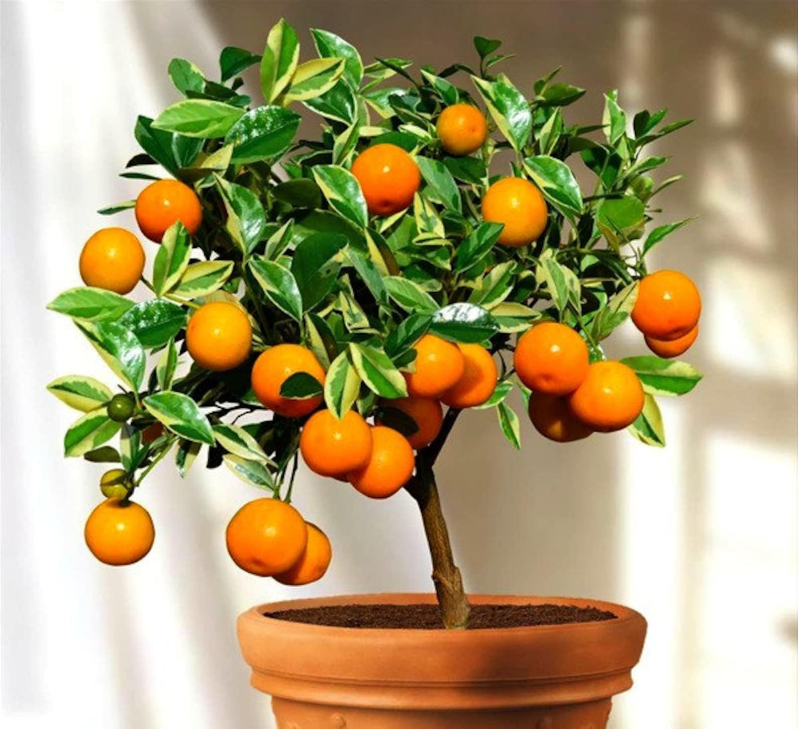 Мандариновое дерево как ухаживать в домашних. Кумкват каламондин. Мандарин каламондин. Цитрофортунелла мандарин. Каламондин (цитрофортунелла) апельсин.