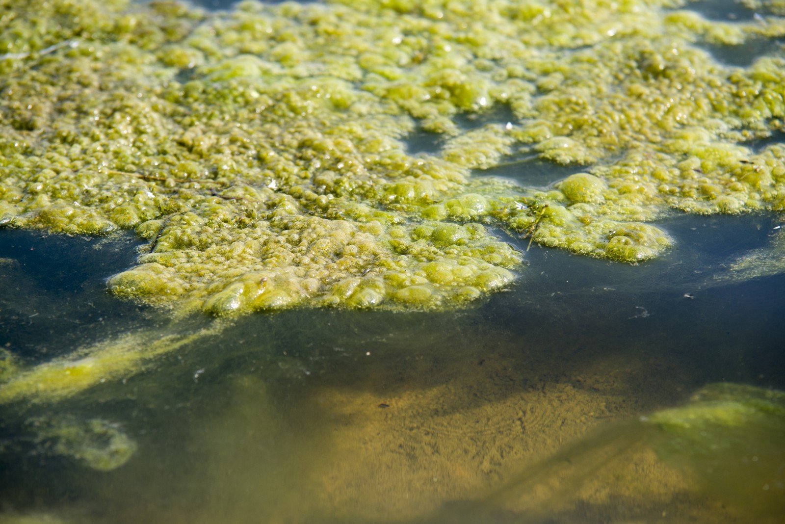 Вода из водорослей минеральная