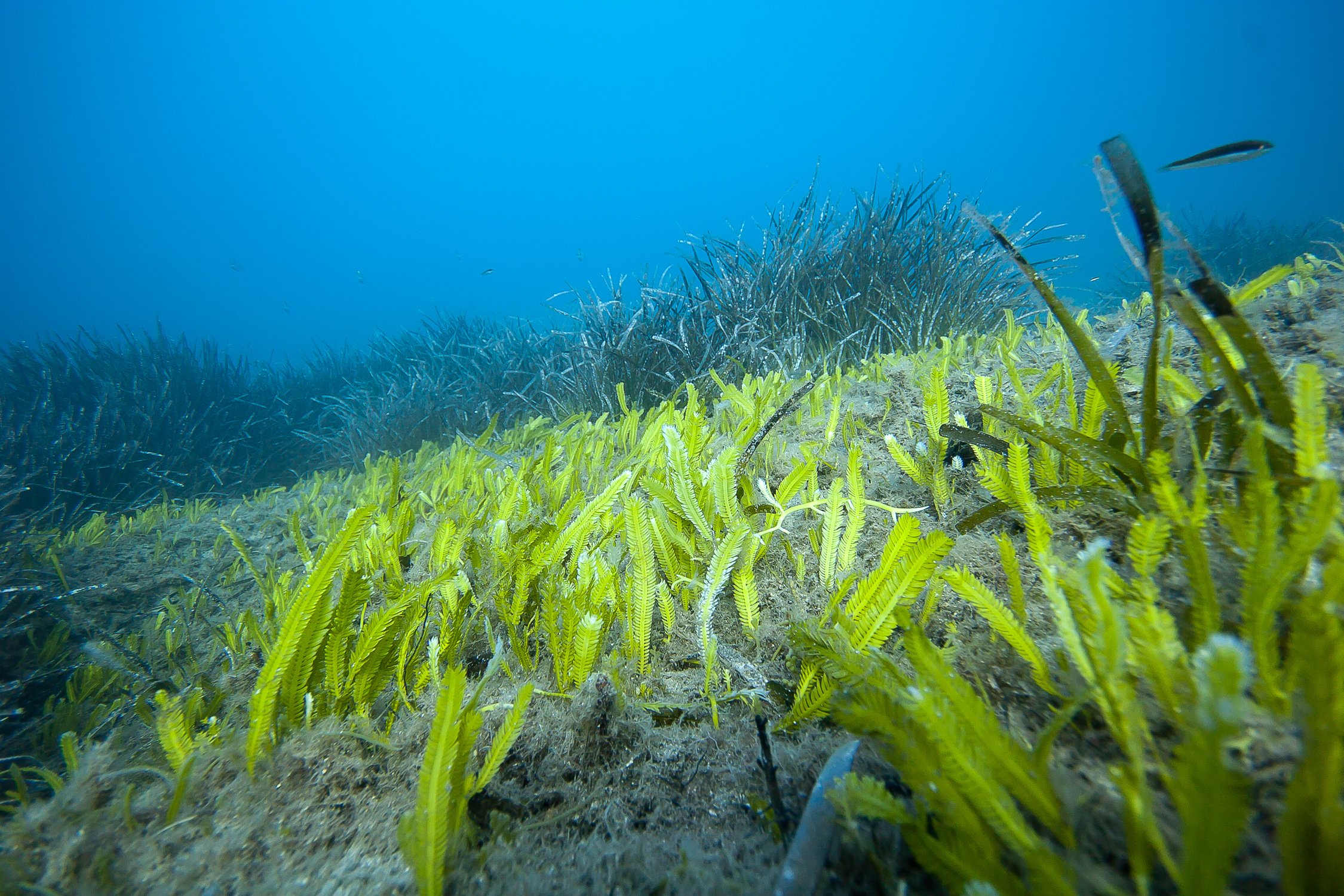 Запах водорослей. Диатомовые водоросли Тихого океана. Морская водоросль каулерпа. Водоросли чука в природе. Водоросль каулерпа чёрное море.