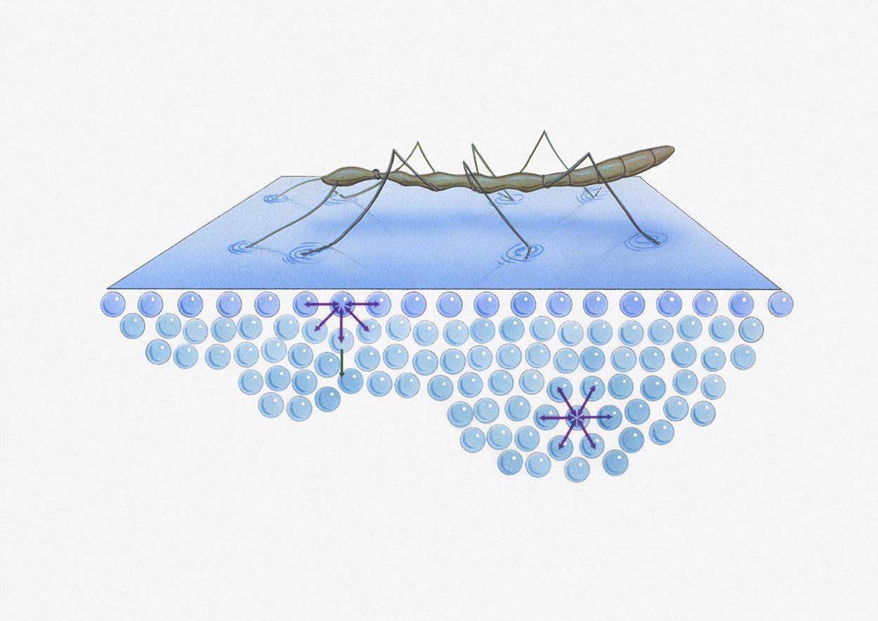 Поверхностный рисунок. Поверхностное натяжение Водомерка. Поверхностное натяжение воды Водомерка. Нейстон. Поверхностное натяжение иллюстрация.