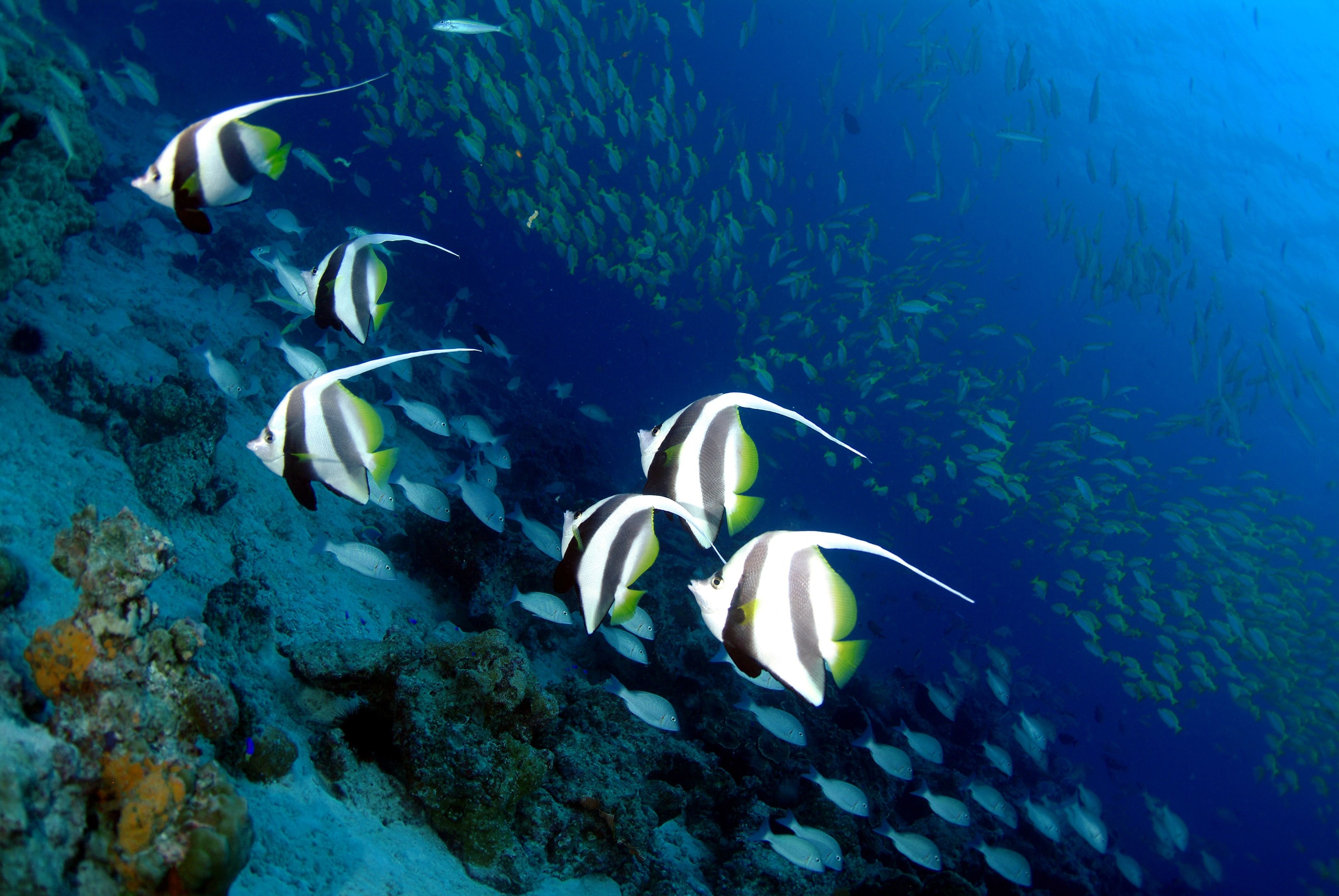 Фауна океанов. Флора и фауна индийского океана. Органический мир индийского океана. Подводный мир Сейшелы. Флора и фауна океанических островов.
