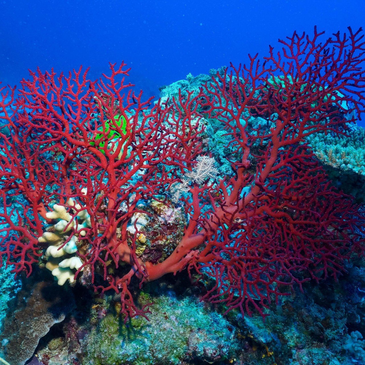 Древние коралловые рифы. Риф Туббатаха Филиппины. Коралловый риф Туббатаха. Большой Барьерный риф коралловые полипы. Шестилучевые коралловые полипы.