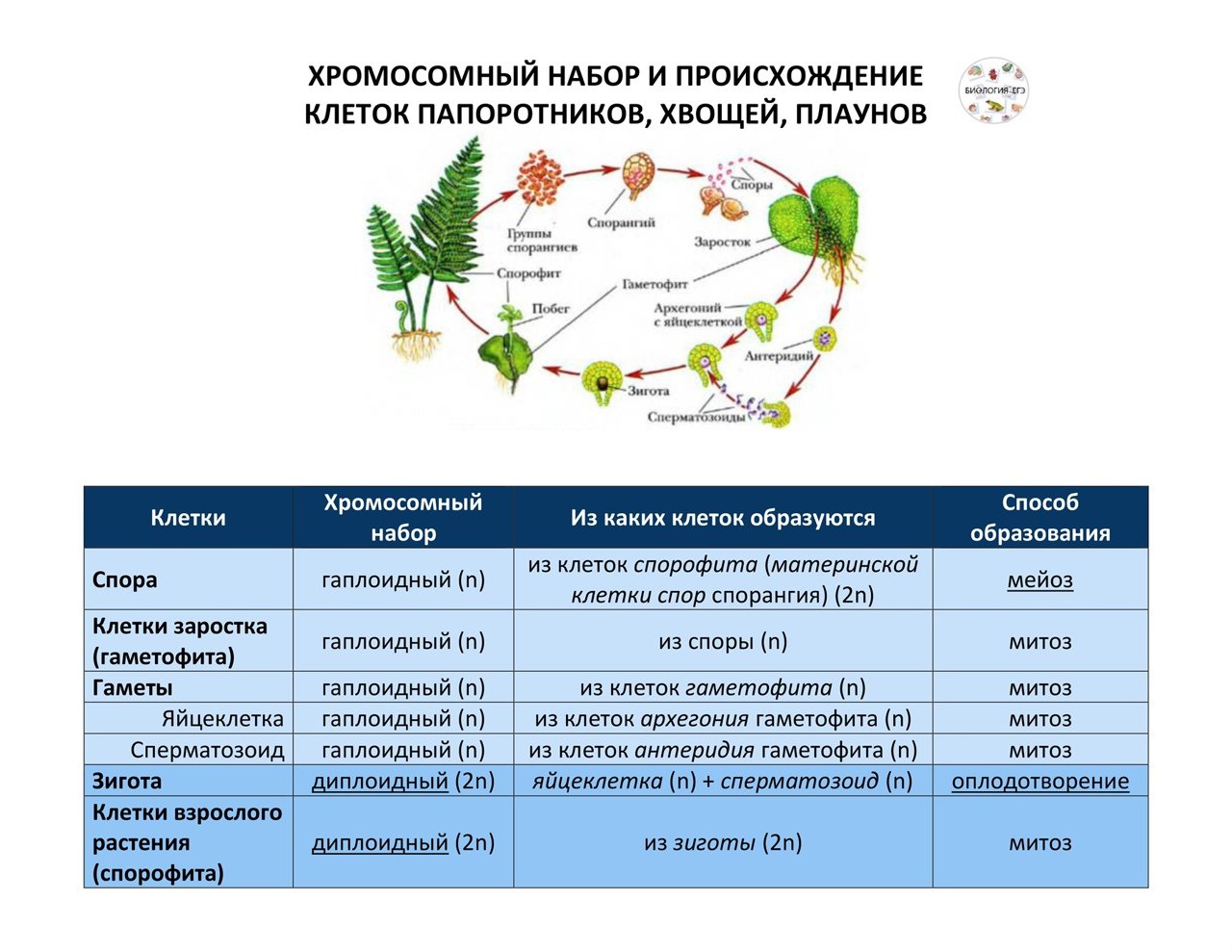 Жизненные циклы егэ биология задания. Жизненный цикл папоротника ЕГЭ биология. Жизненный цикл плаунов и папоротников. Жизненный цикл плауна ЕГЭ биология. Жизненный цикл растений папоротник.