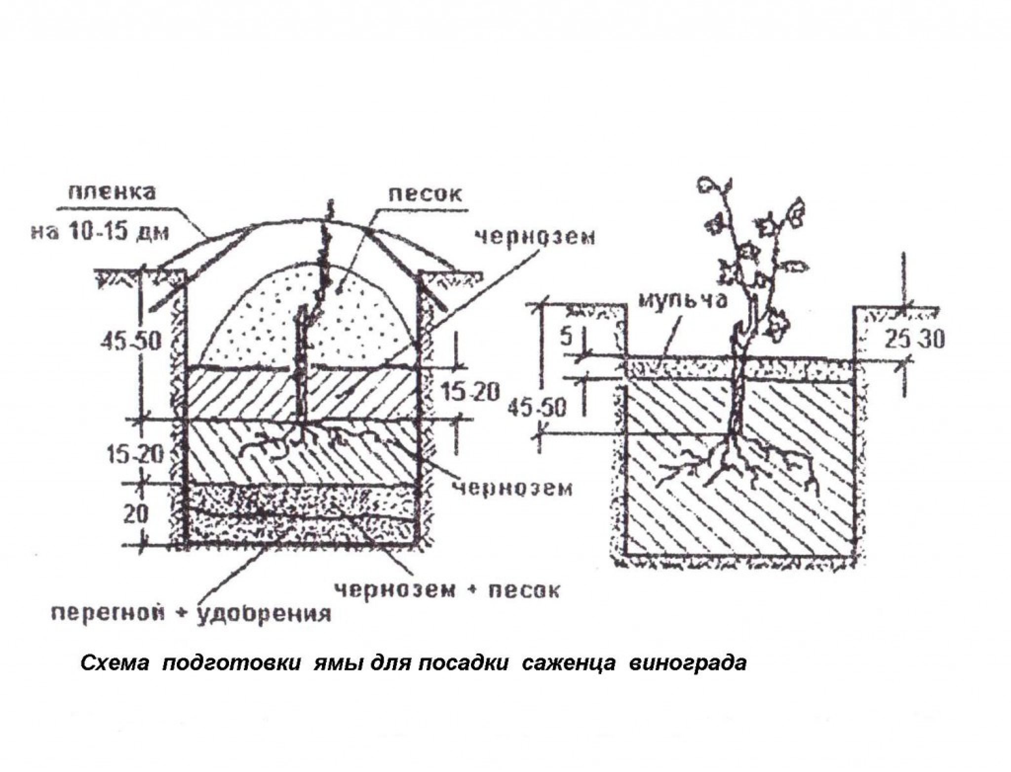 Когда сажать саженцы винограда