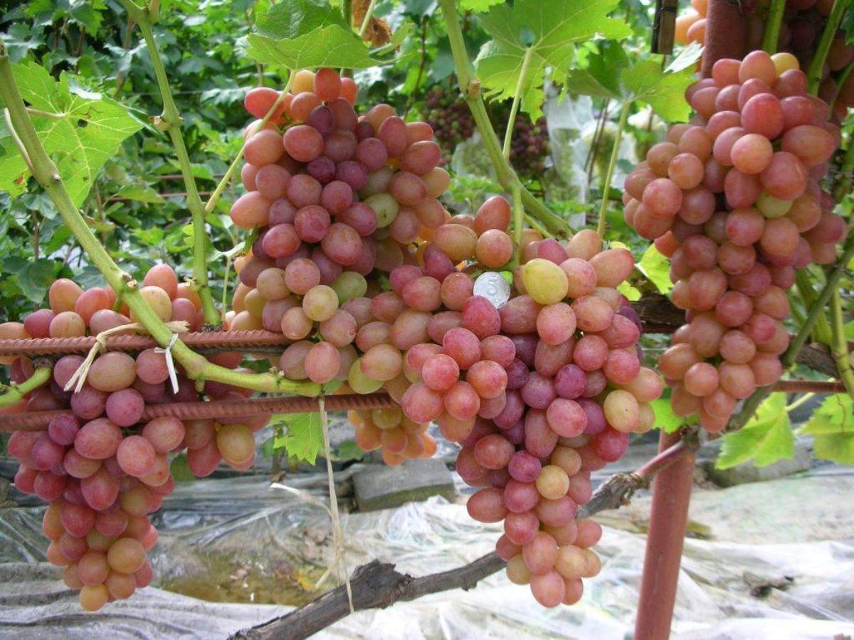 Сорт винограда хамелеон. Виноград Тасон. Румба розовый виноград сорт. Виноград плодовый «розовый жемчуг».