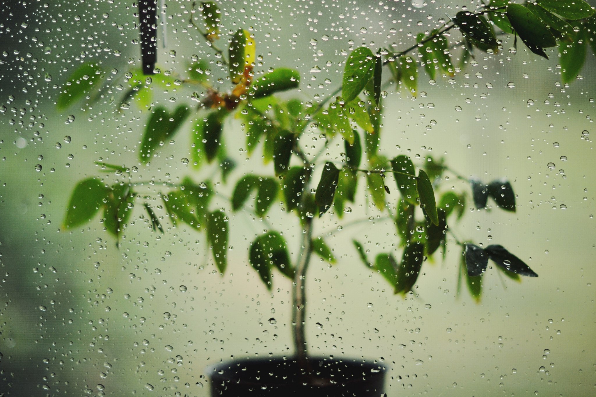 Окно в дождевых каплях. Дождь в окне. Весенний дождик. Капли дождя на окне.