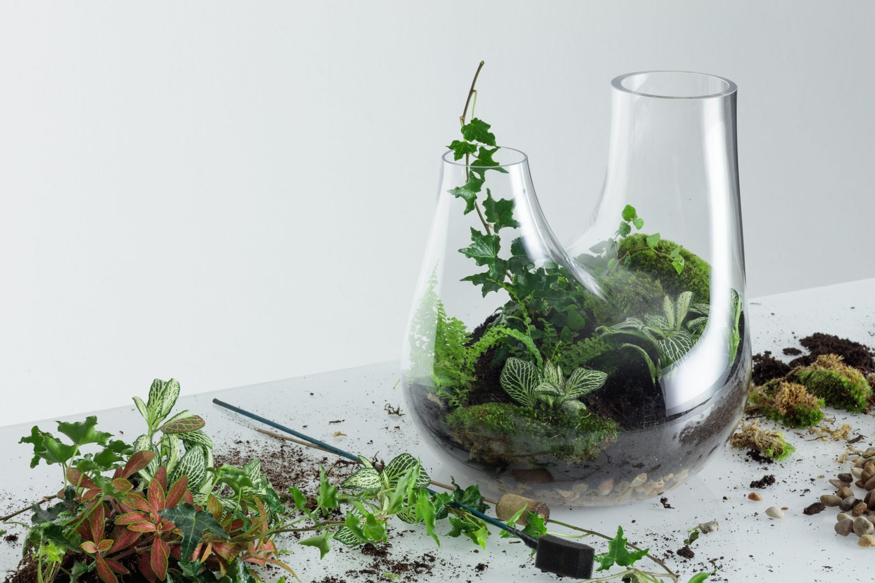 Запаянный стеклянный сосуд. Флорариум плантс. Растения в стеклянных сосудах. Цветы в стеклянных сосудах. Комнатные растения в стеклянных вазах.