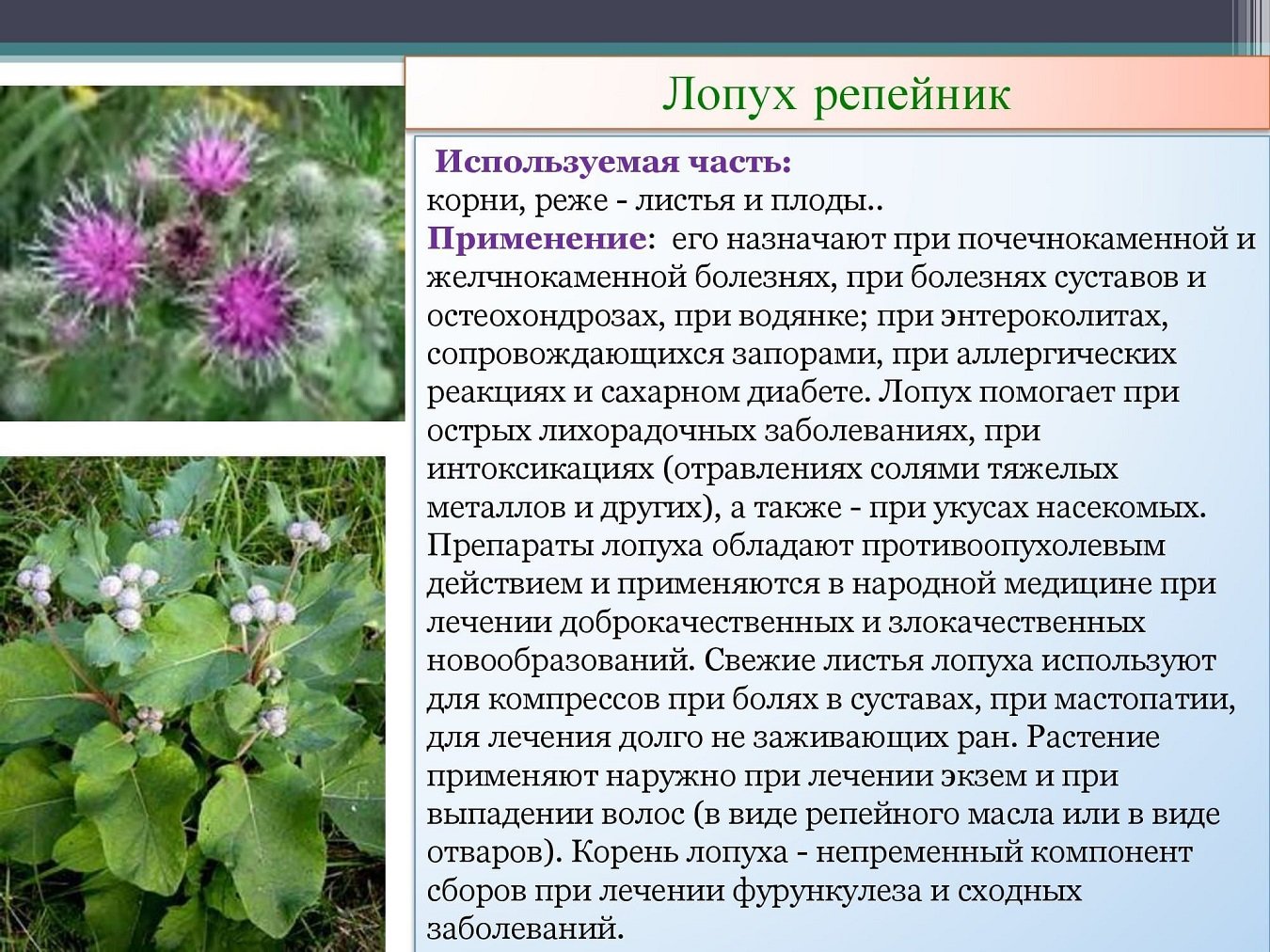 Лопух лечение суставов. Репей лопух. Репейник Луговой. Лопух это лечебное растение. Лопух лекарственное растение описание.