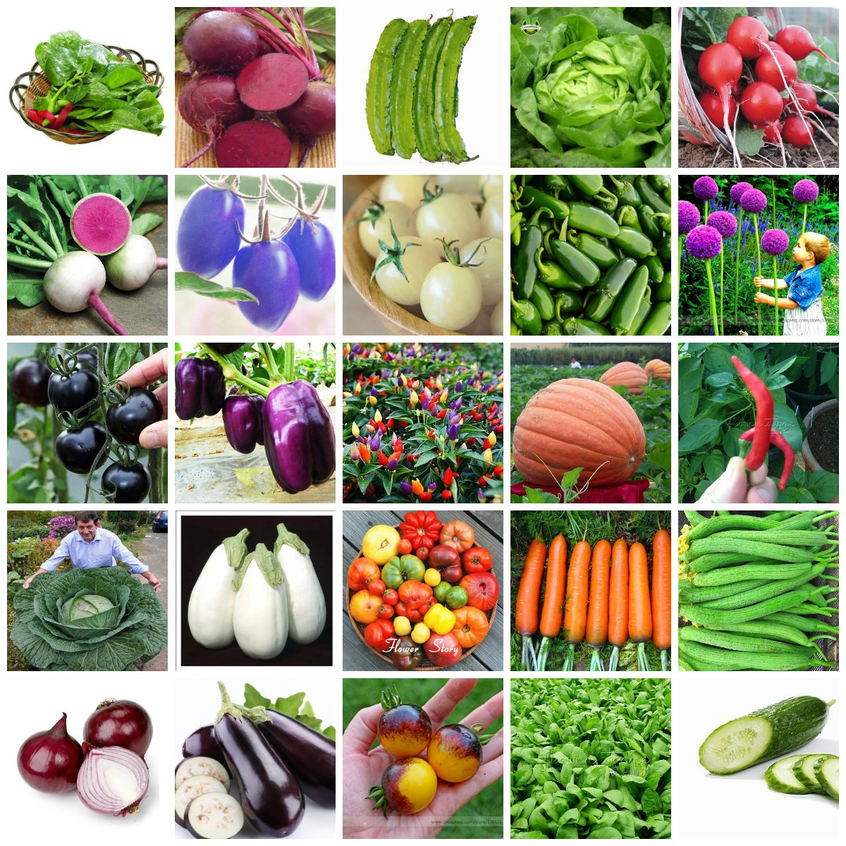 Список овощных растений. Семена овощей. Овощные культуры. Овощные культурные растения. Семена овощных культур.