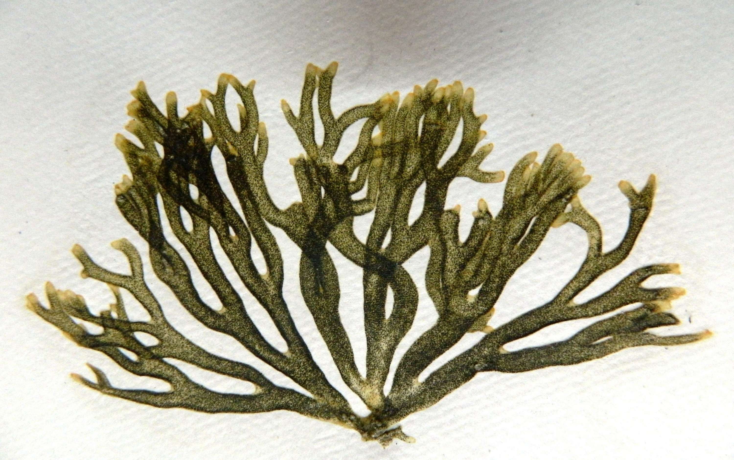 Сложные водоросли. Кодиум водоросль. Кодиум червеобразный водоросль. Кодиум коралл. Зеленый кодиум водоросль.