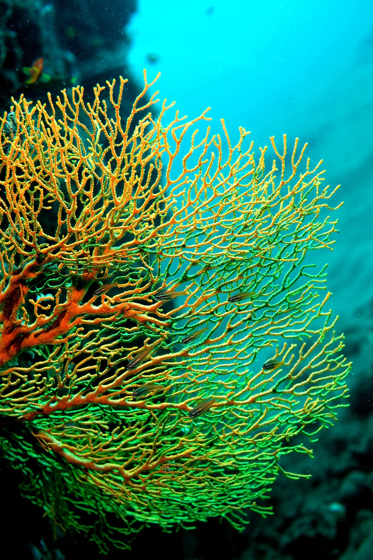 Океанические водоросли. Риф Туббатаха. Коралловый риф Туббатаха. Коралловые полипы рифы. Кодиум водоросль.