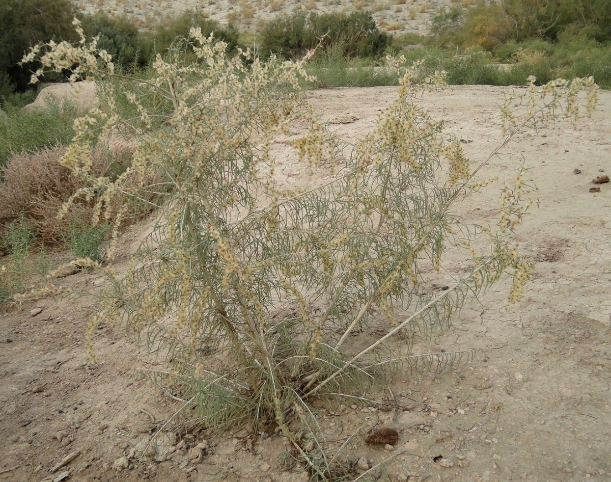 Полыни солянки. Растение солянка холмовая. . Курай (солянка холмовая). Salsola orientalis. Salsola Tragus.