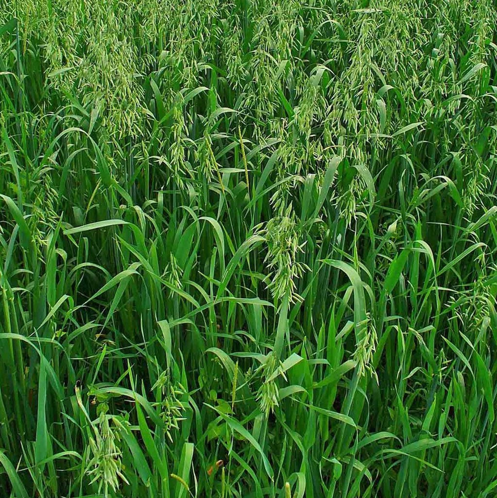 Однолетние злаковые. Суданка многолетняя трава. Сорго-суданковый гибрид. Суданка однолетняя. Трава овсюг.