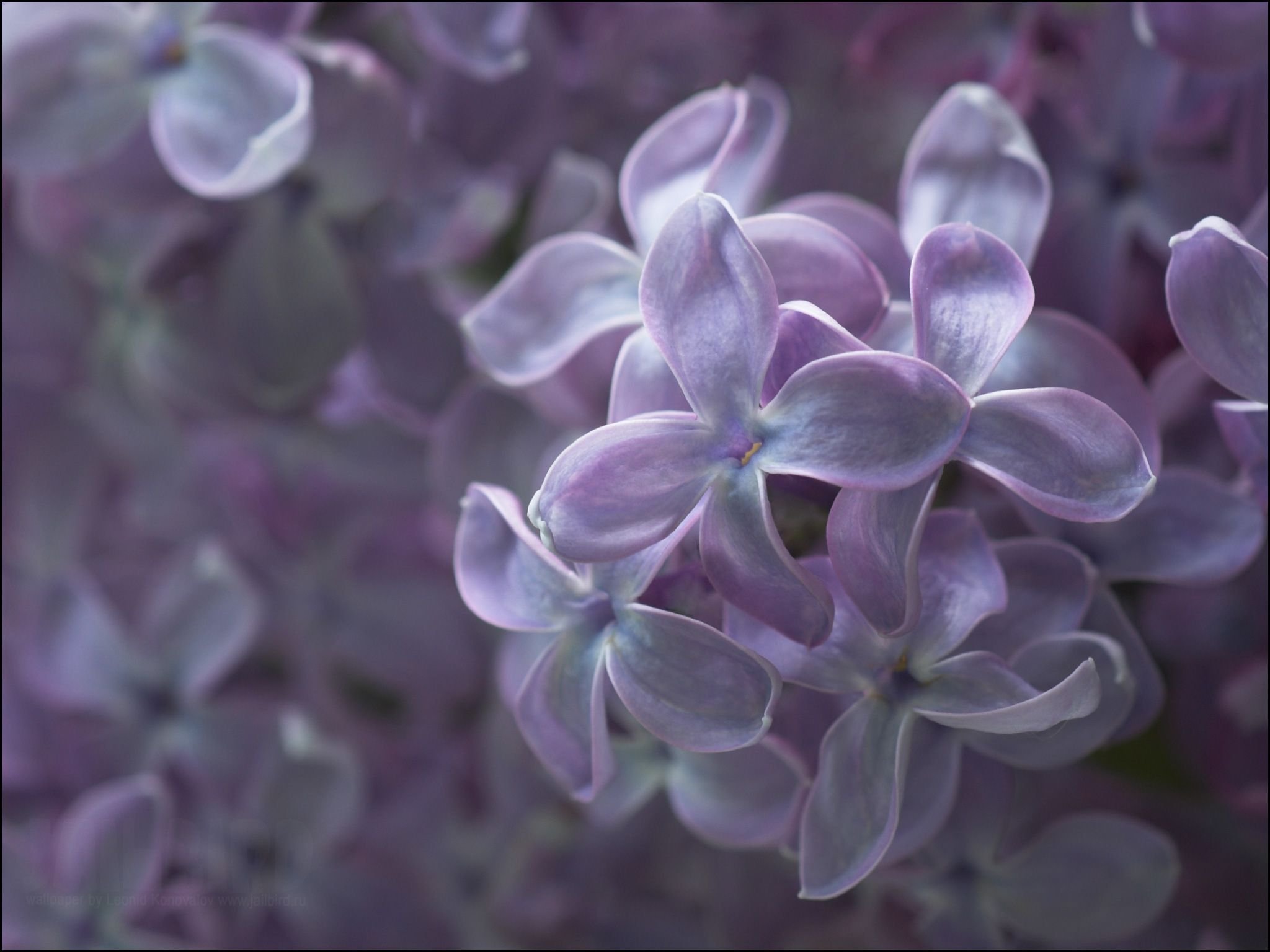 Серо фиолетовый цветы. Сирень пятилистник. Сиреневые цветы. Фиолетовые цветы. Бледно сиреневые цветы.