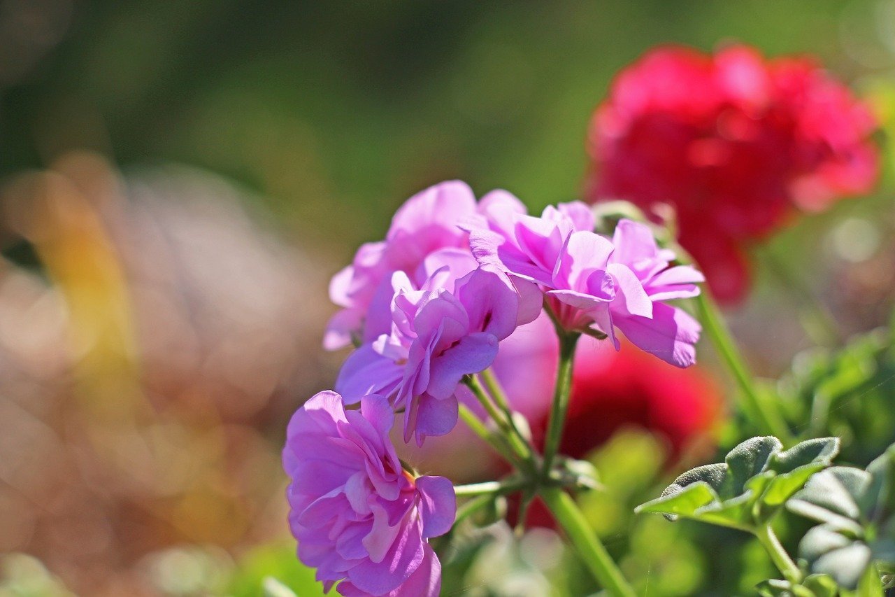 Герань это. Шелк Лотос пеларгония. Герань Крымская. Pelargonium Roseum Willd.. Пеларгония сиреневый рассвет.