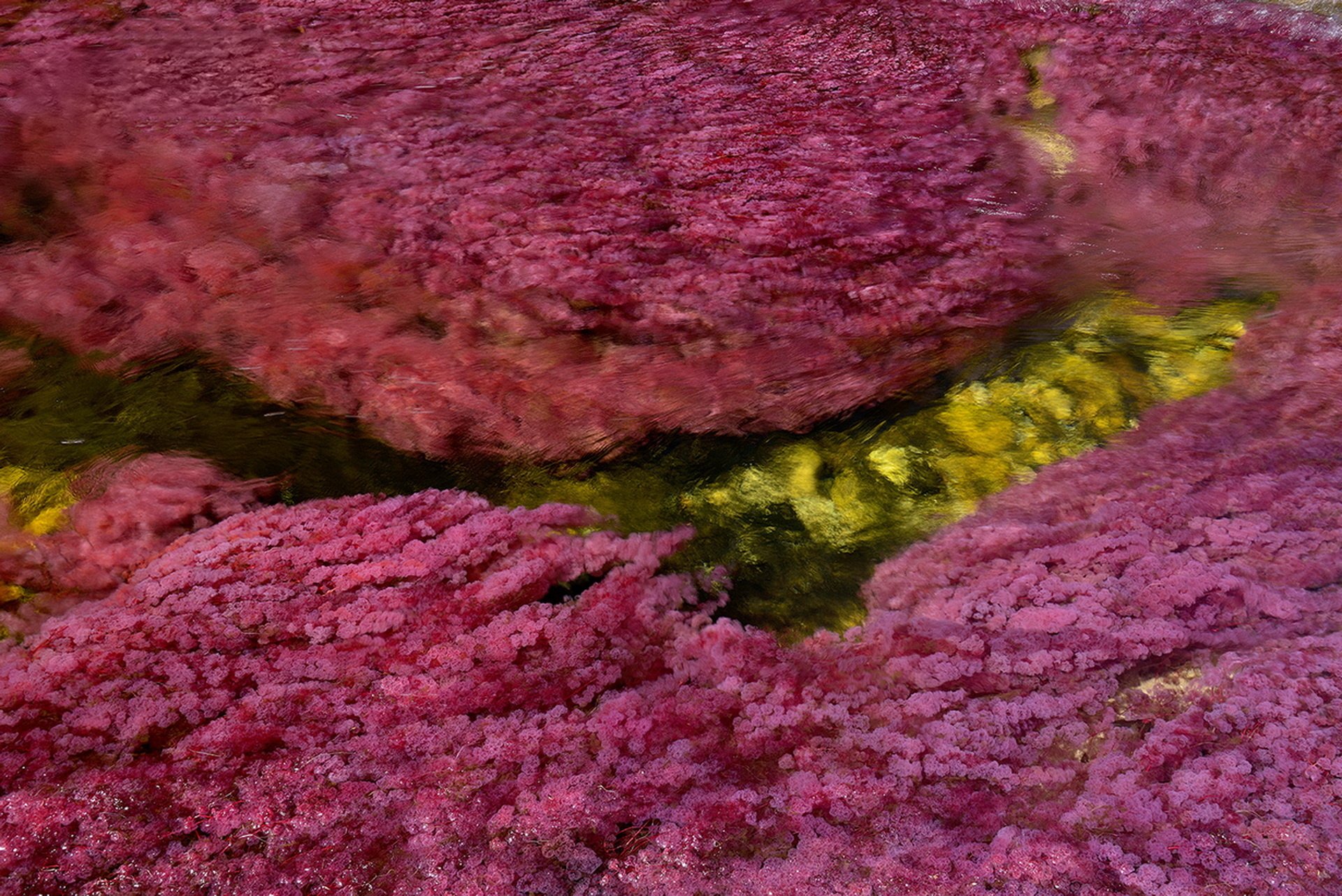 Розовые водоросли. Водоросли Macarenia clavigera. Самые красивые водоросли. Редкие водоросли. Самые красивые водоросли в мире.