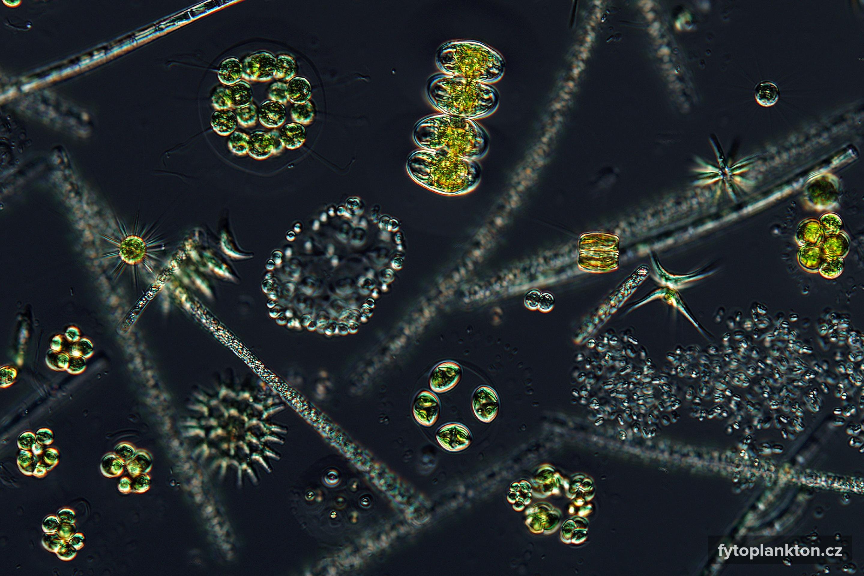 Фитопланктон группа. Кокколитрофы фитопланктон. Фрагилярия водоросль. Фитопланктон электромикроскопия. Фитопланктон водоросли.
