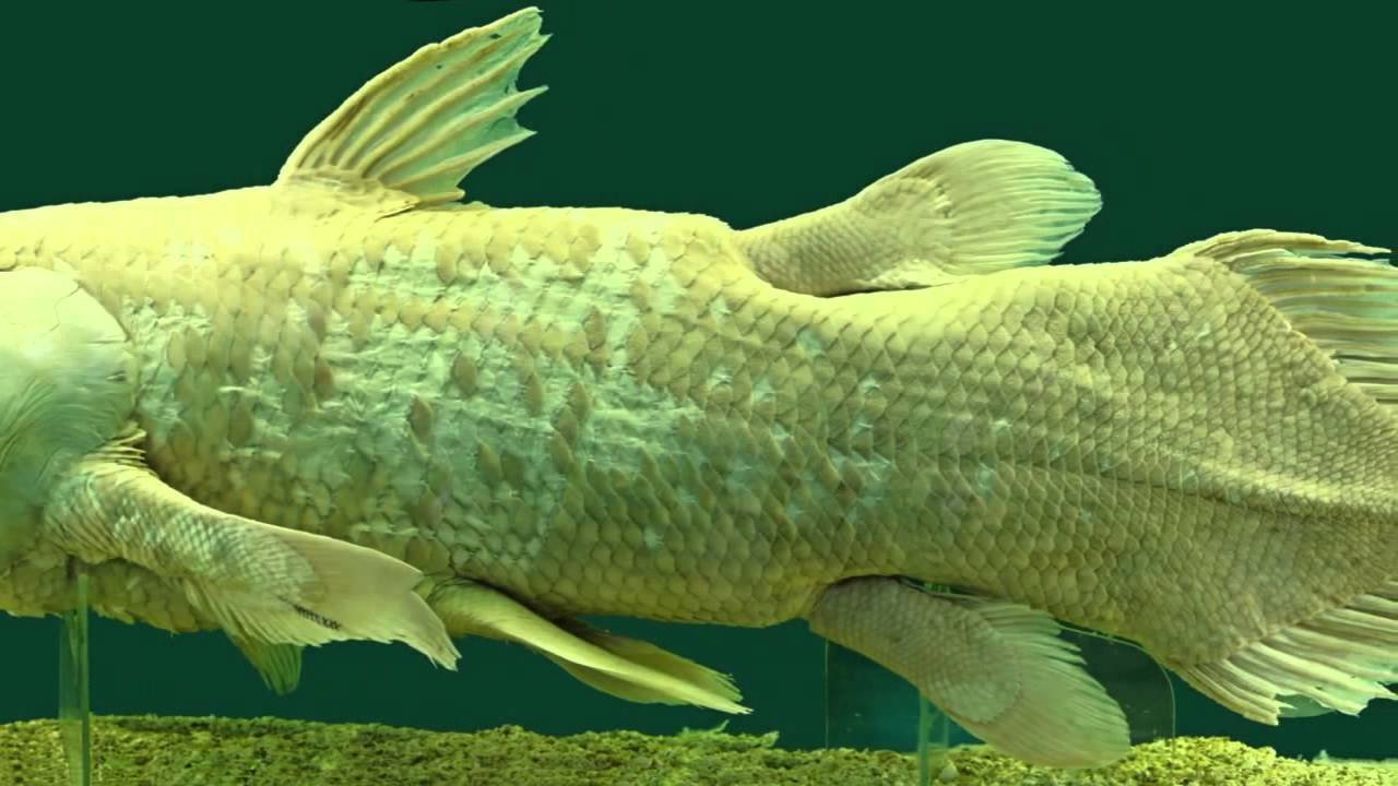 Живые ископаемые рыбы. Latimeria chalumnae. Кистеперая Латимерия. Латимерия двоякодышащая рыба. Латимерия Живая.