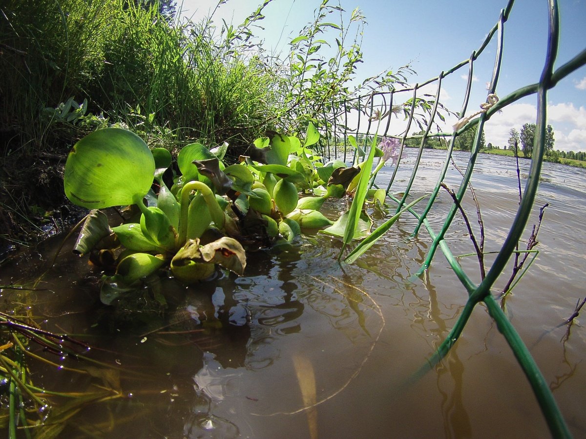 Растение получает воду в виде. Прудовые растения для очистки воды. Растения которые очищают водоемы. Водные растения для очистки водоемов. Фиторемедиация водоемов.