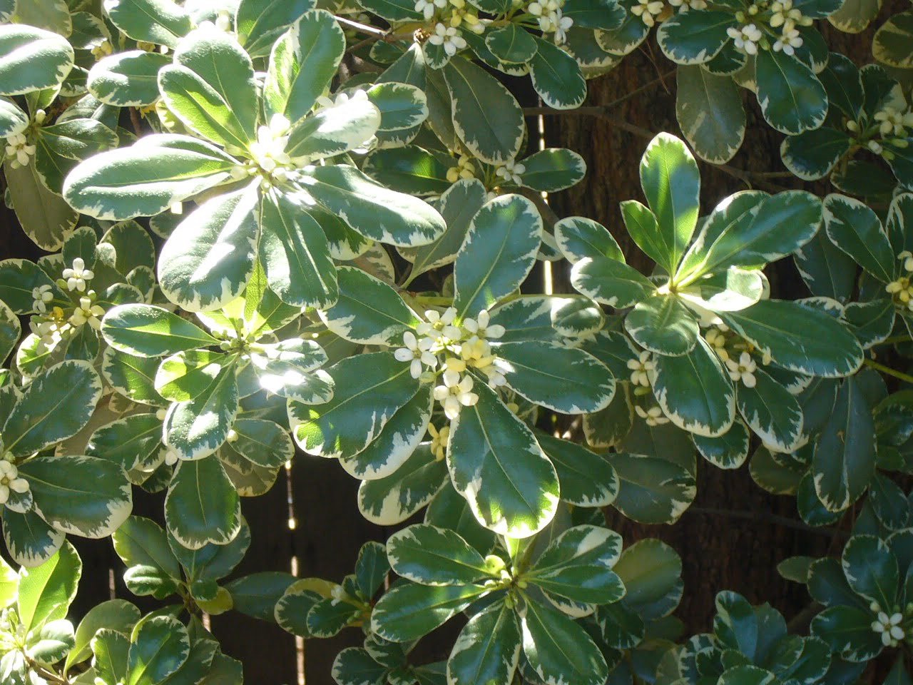 Кустарник Pittosporum Tobira