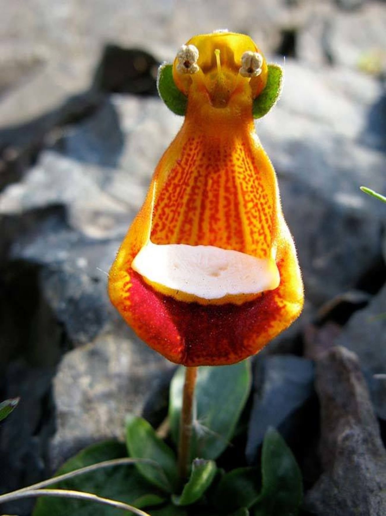Удивительные красивые растения. Счастливый инопланетянин (Calceolaria uniflora). Кальцеолярия Унифлора. Кальцеолярия одноцветковая. Цветок кальцеолярия Унифлора.