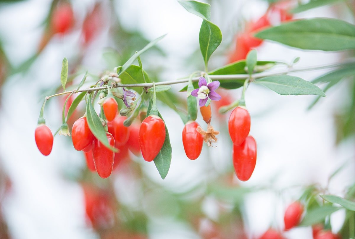 Годжи. Годжи Свит Берри. Плантации годжи. Goji Berry Fragrance. Ягода годжи зелёный.