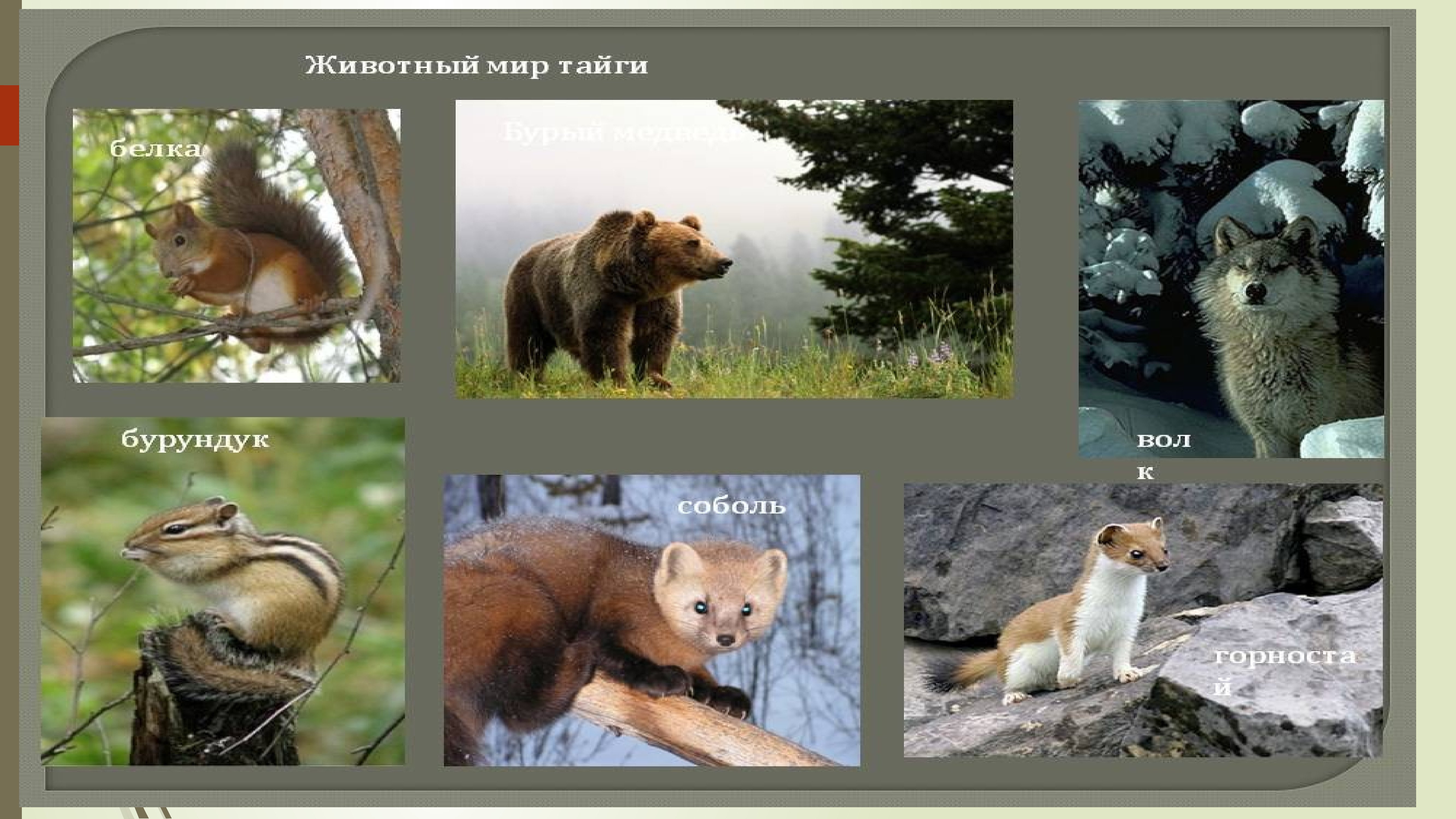 Животный мир тайги. Тайга животные и растения. Растительный и животный мир тайги кратко. Животные тайги презентация.