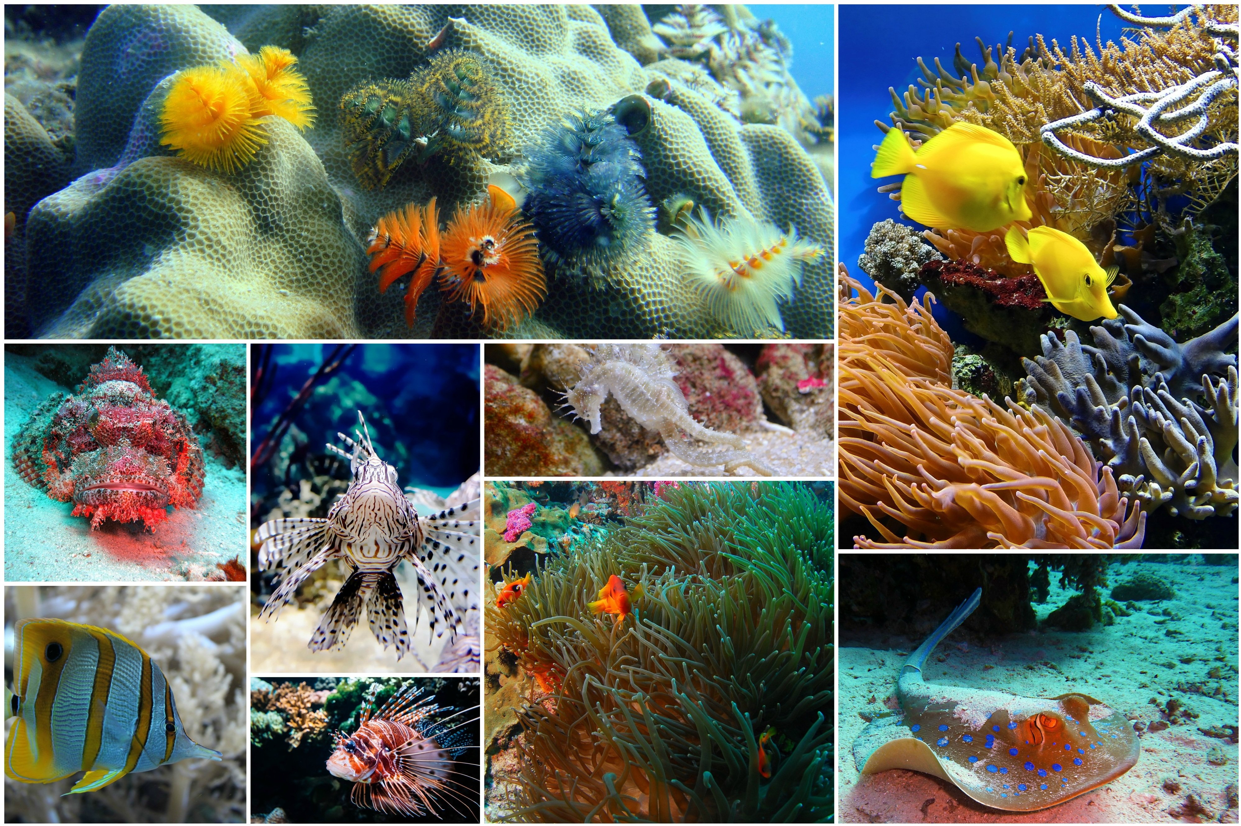 Животные и растение океанов и морей. Обитатели морей и океанов. Обитатели коралловых рифов.
