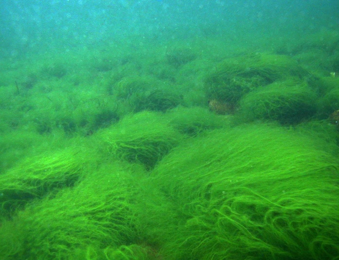 Бурые водоросли на Байкале