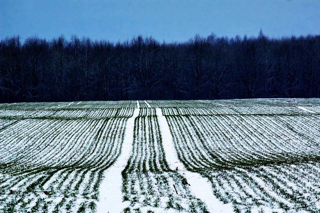 Озимые виды. Снегозадержание мелиорация. Снежные мелиорации снегозадержание. Сельское хозяйство зимой. Озимые культуры.