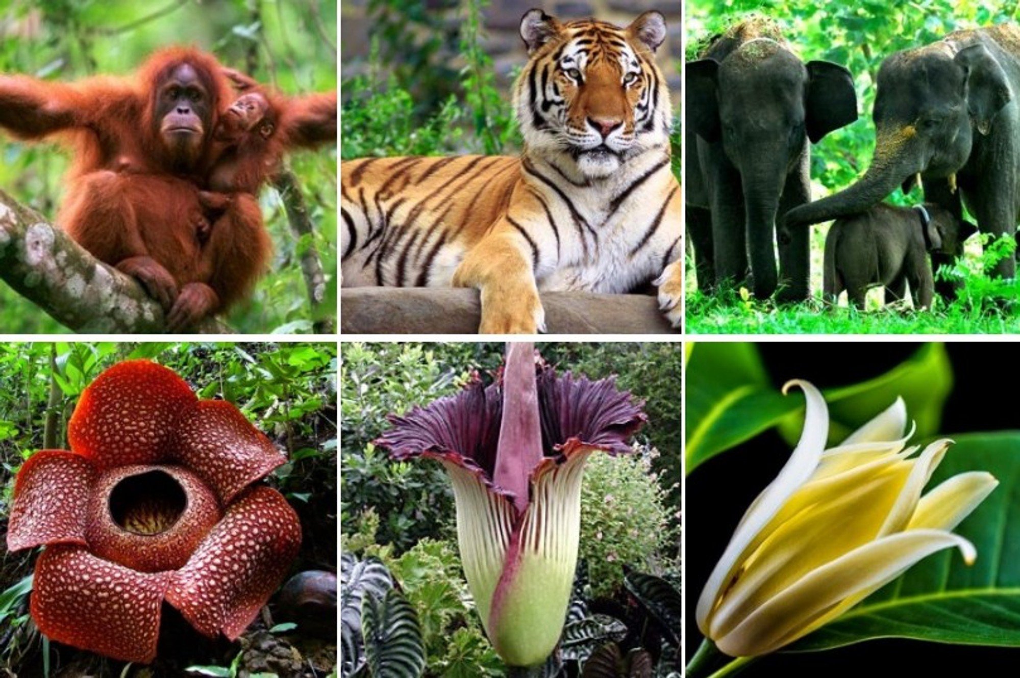 Животные И Растения Эндемики