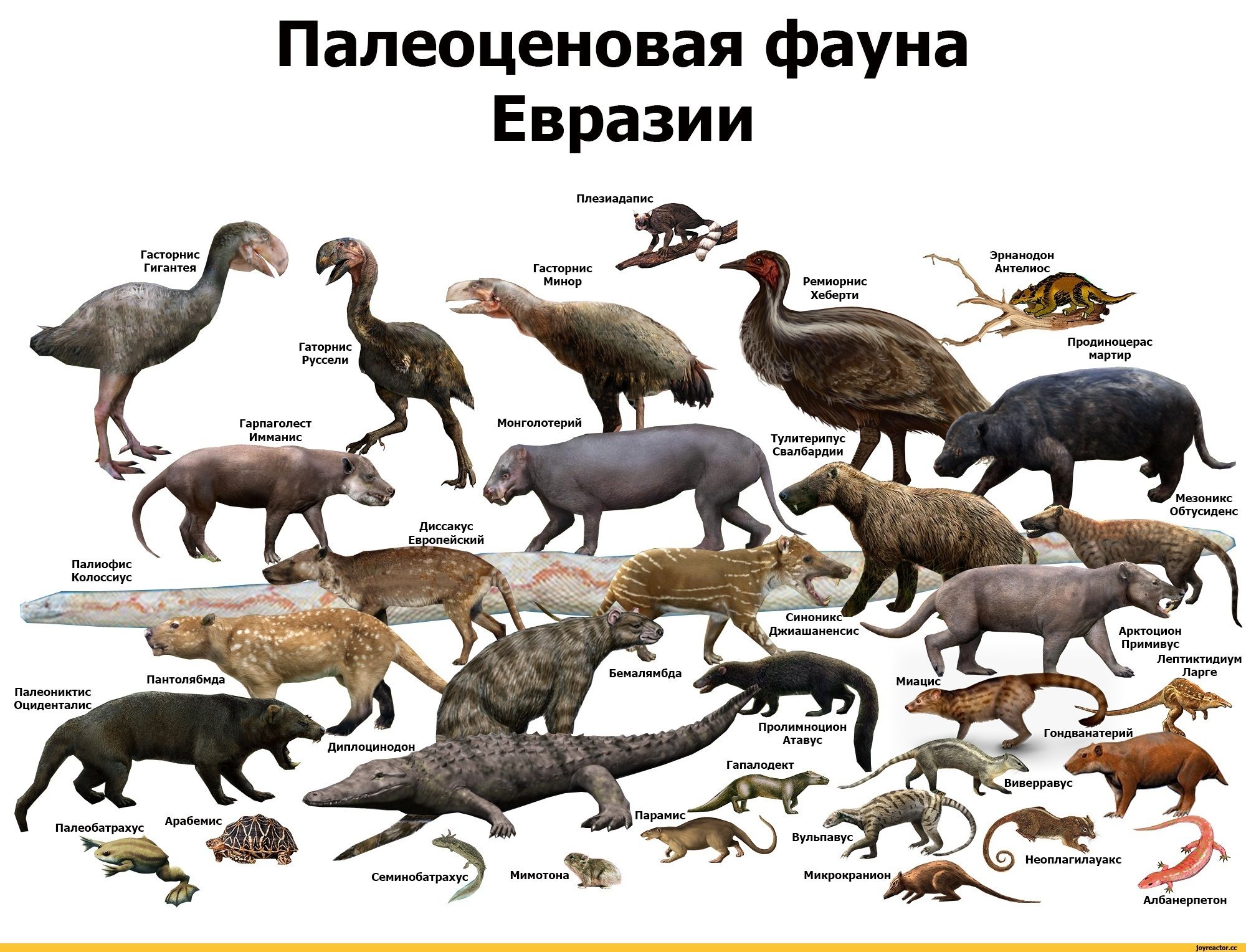 Название древнего животного. Палеоценовая фауна Северной Америки. Палеоцен Евразия. Доисторические животные млекопитающие. Палеоценовая фауна Евразии.
