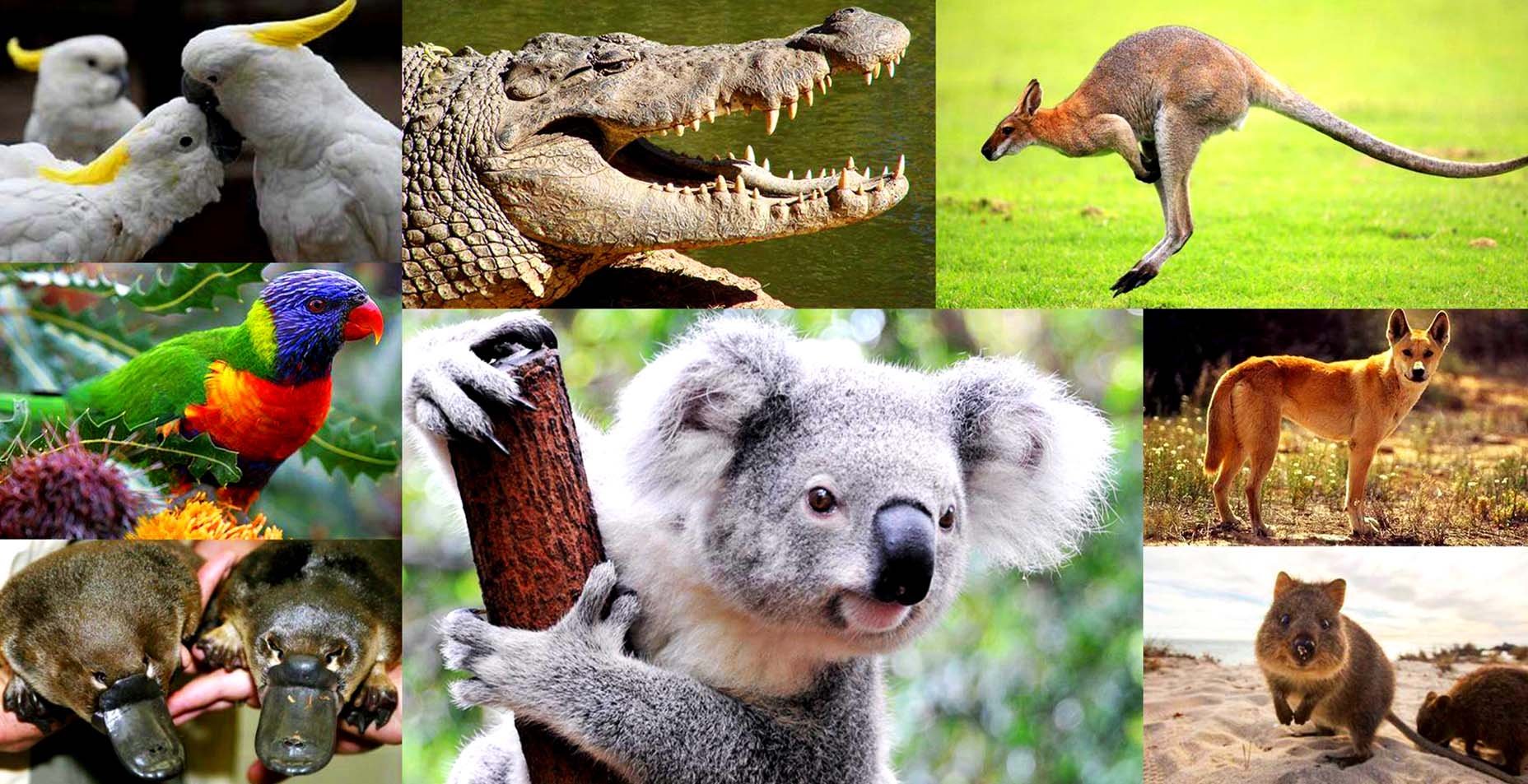 Австралия объекты живой. Эндемичные животные Австралии. Австралийское царство фауна. Фауна эндемики Австралия.