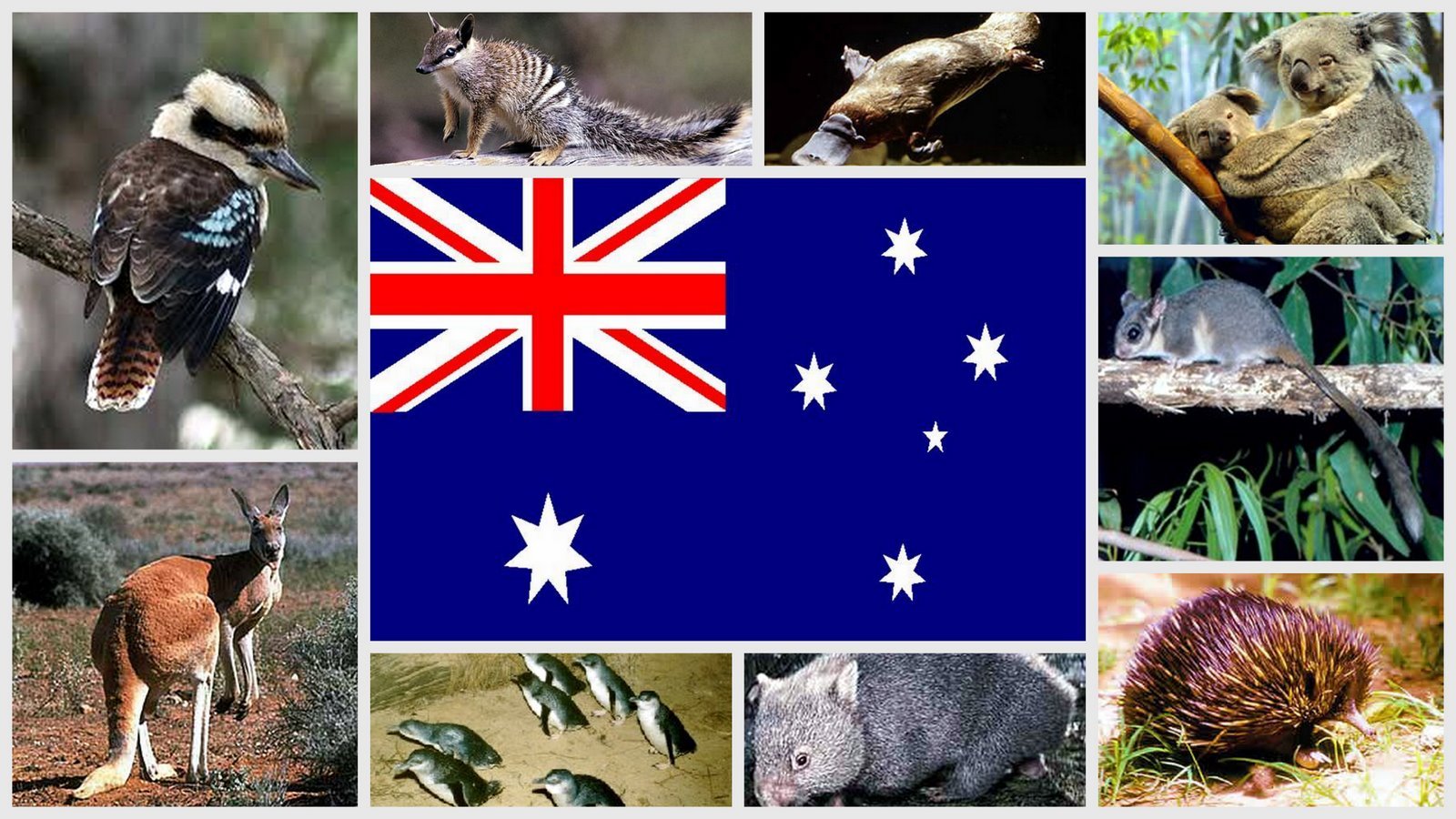 Эндемиком северной америки является животное. Австралия животные и растения. Коллаж с животными Австралии. Национальное животное Австралии. Животные Австралии с названиями.