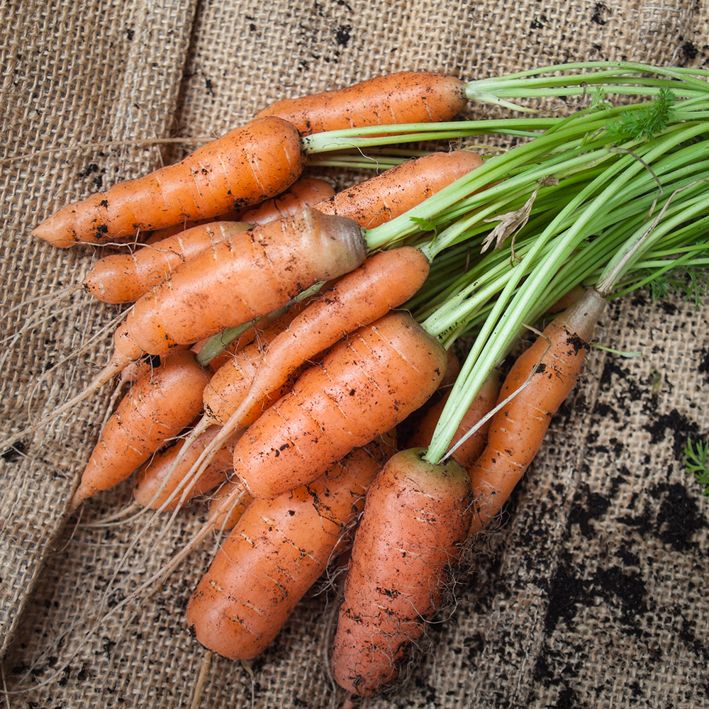 Большое количество моркови. Юкон морковь. Морковь посевная Dáucus satívus (Hoffm.) Roehl.. Морковь на грядке. Морковь в огороде.
