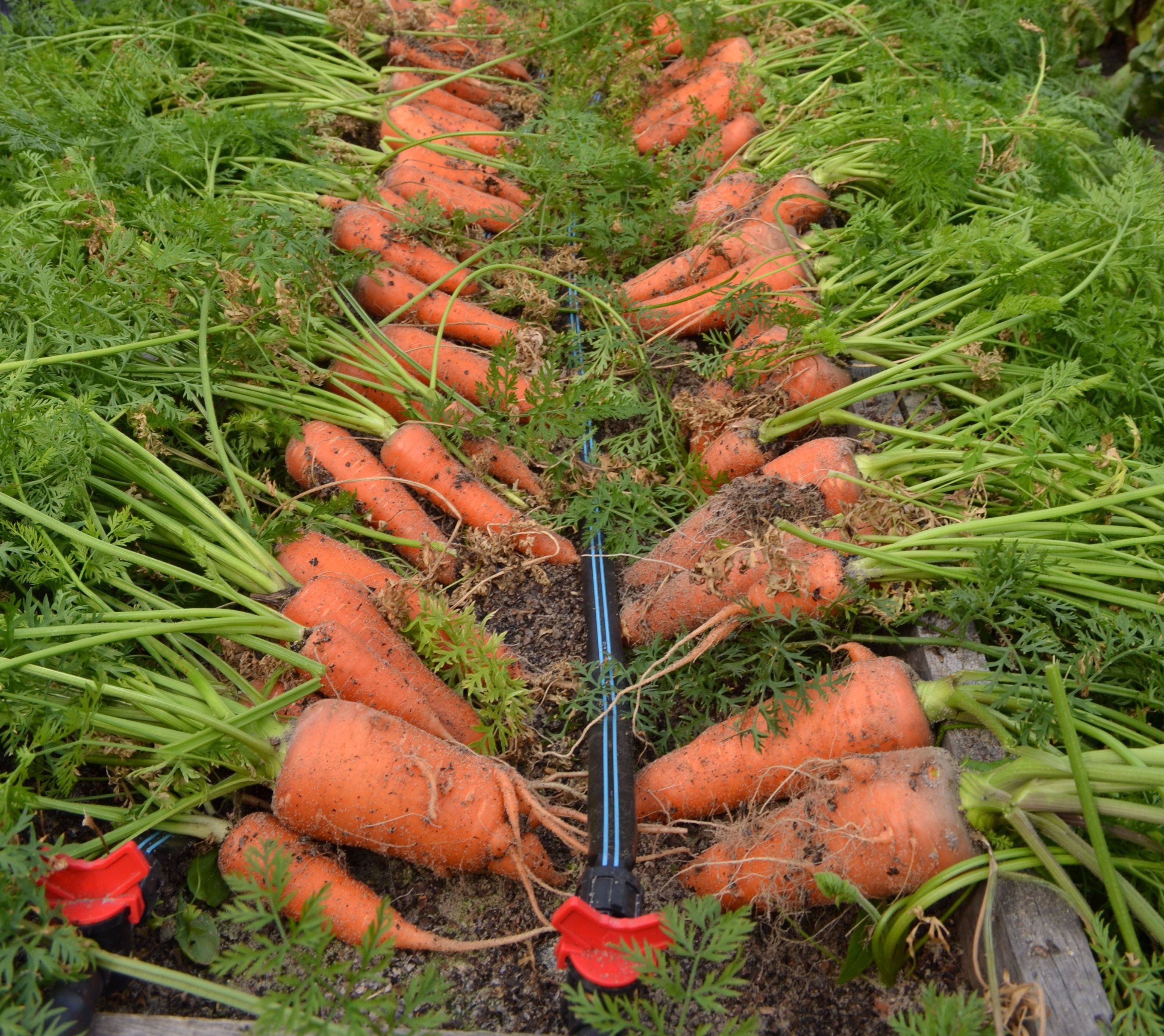 Как вырастить хороший урожай моркови. Морковь Фидра. Капельный полив моркови. Морковь на грядке. Морковь в огороде.