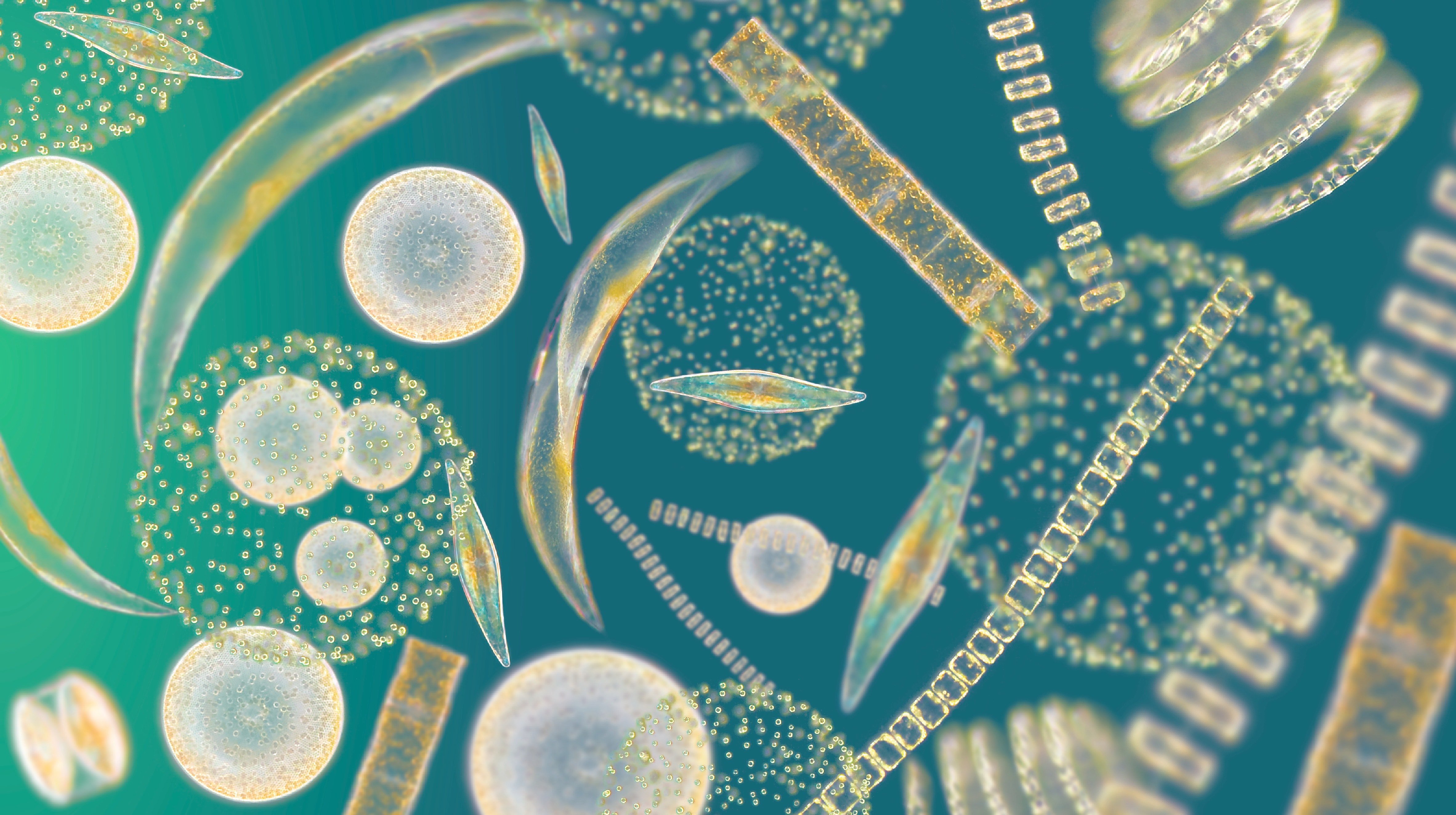 Микроорганизмы питьевой воды. Фитопланктон диатомовые водоросли. Фитопланктон Северного Ледовитого океана. Фитопланктон нанопланктон зоопланктон. Морской фитопланктон водоросль.