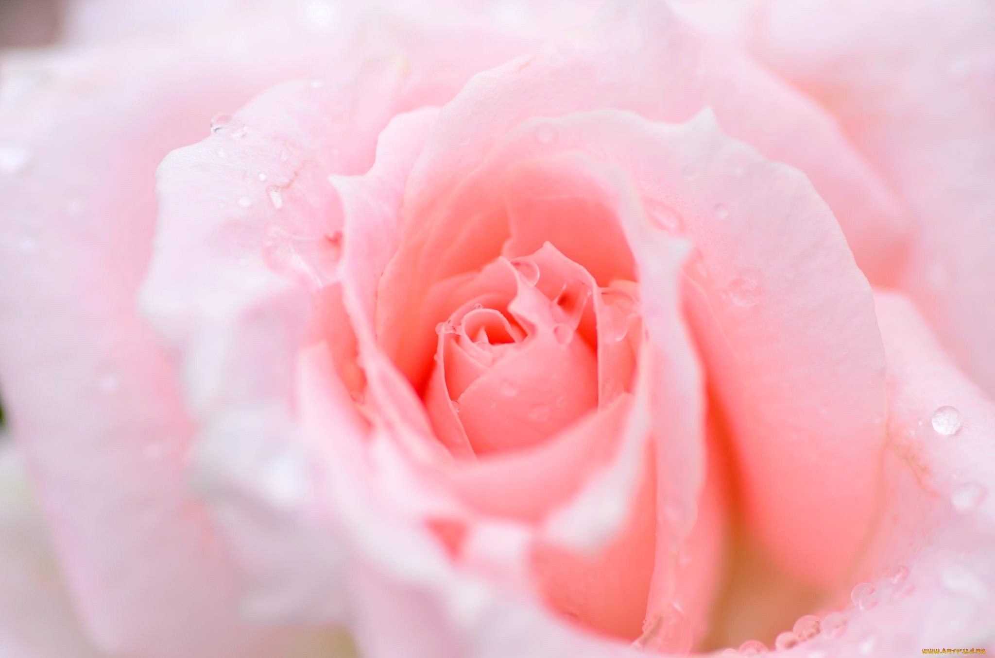 Какие бывают нежные. Нежные розы. Розовые цветы. Розовые розы. Нежный цветок.