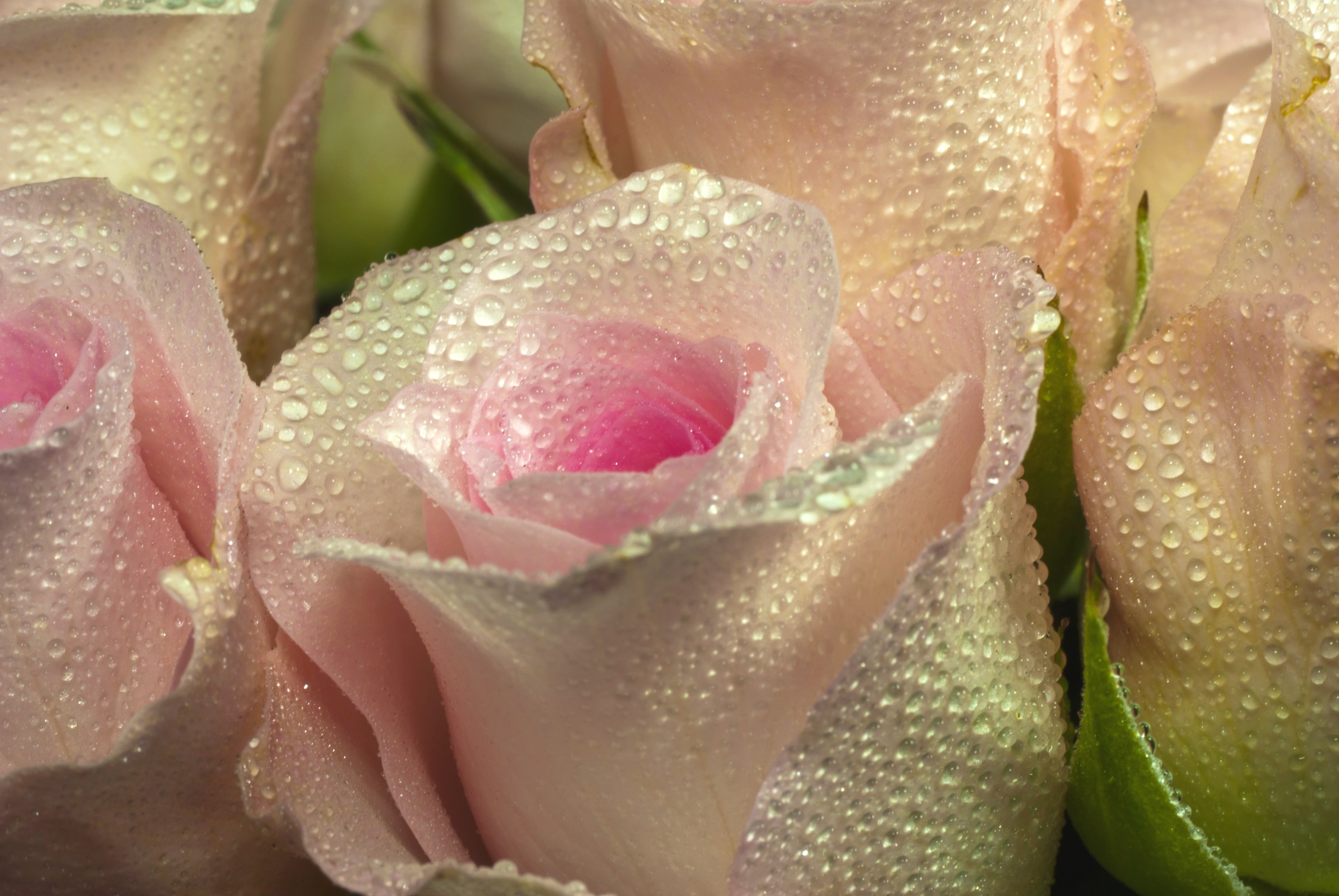 Росы дорогие. Нежные розы. Красивые розы в росе. Белые розы в росе. Нежные розы с капельками.