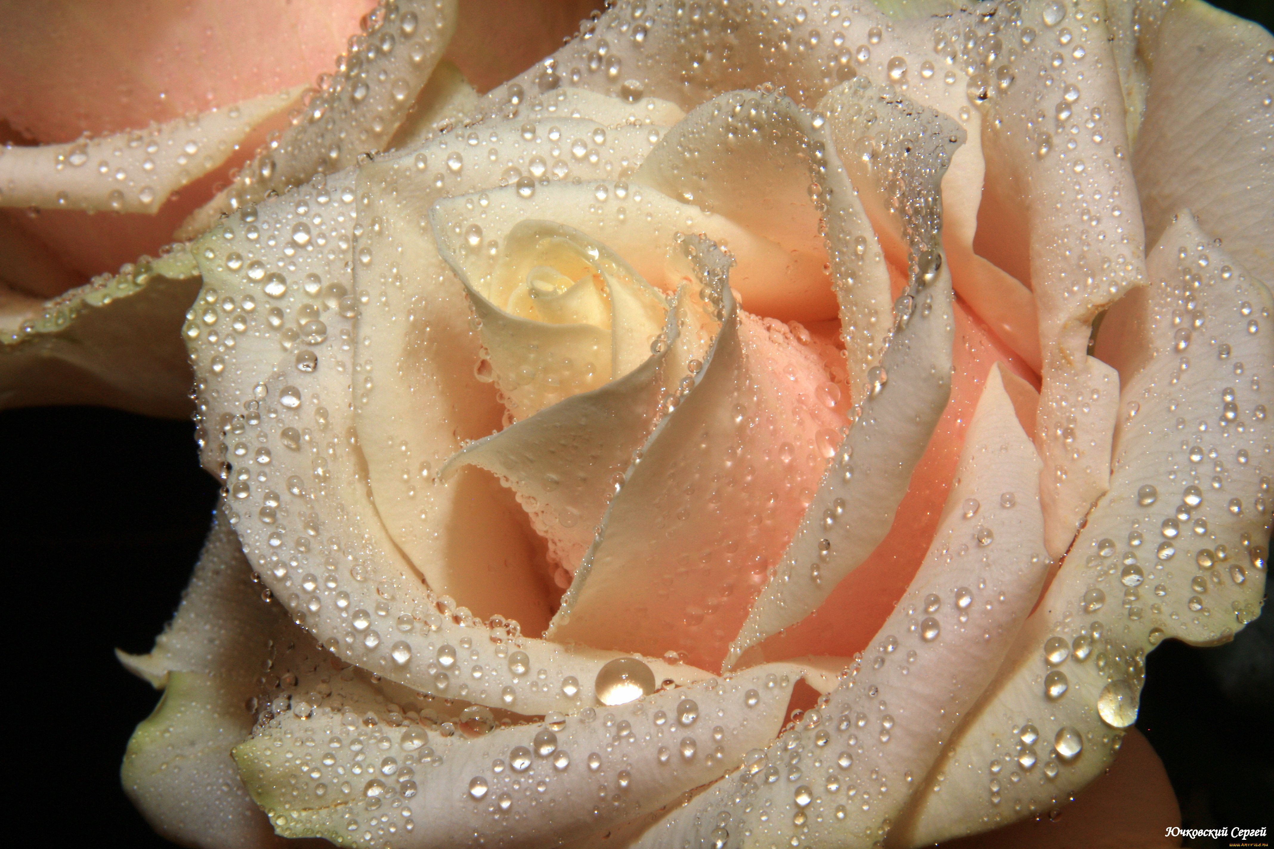 Самый красивый ласковый нежный. Розы «Талея». Крупные розы. Бежевые розы.