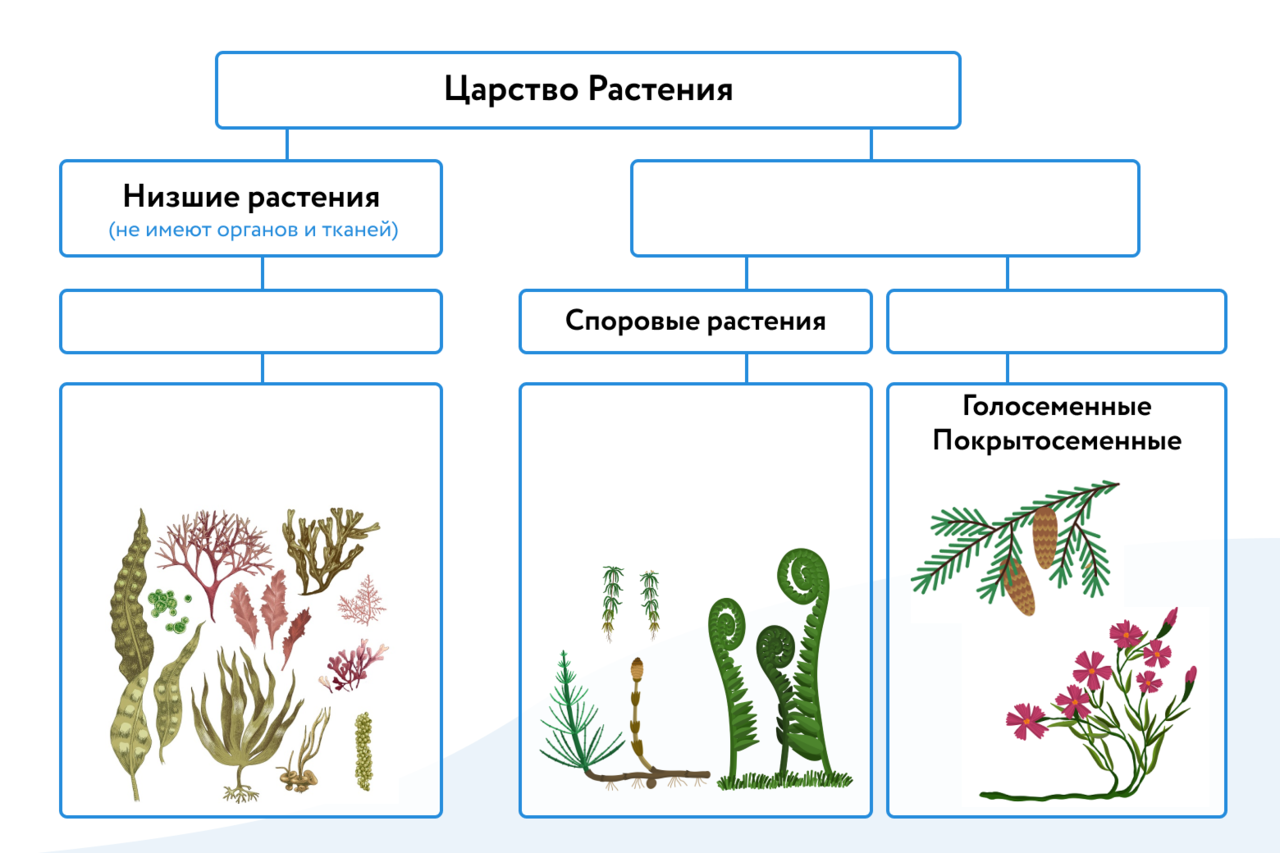 Три примера низших растений