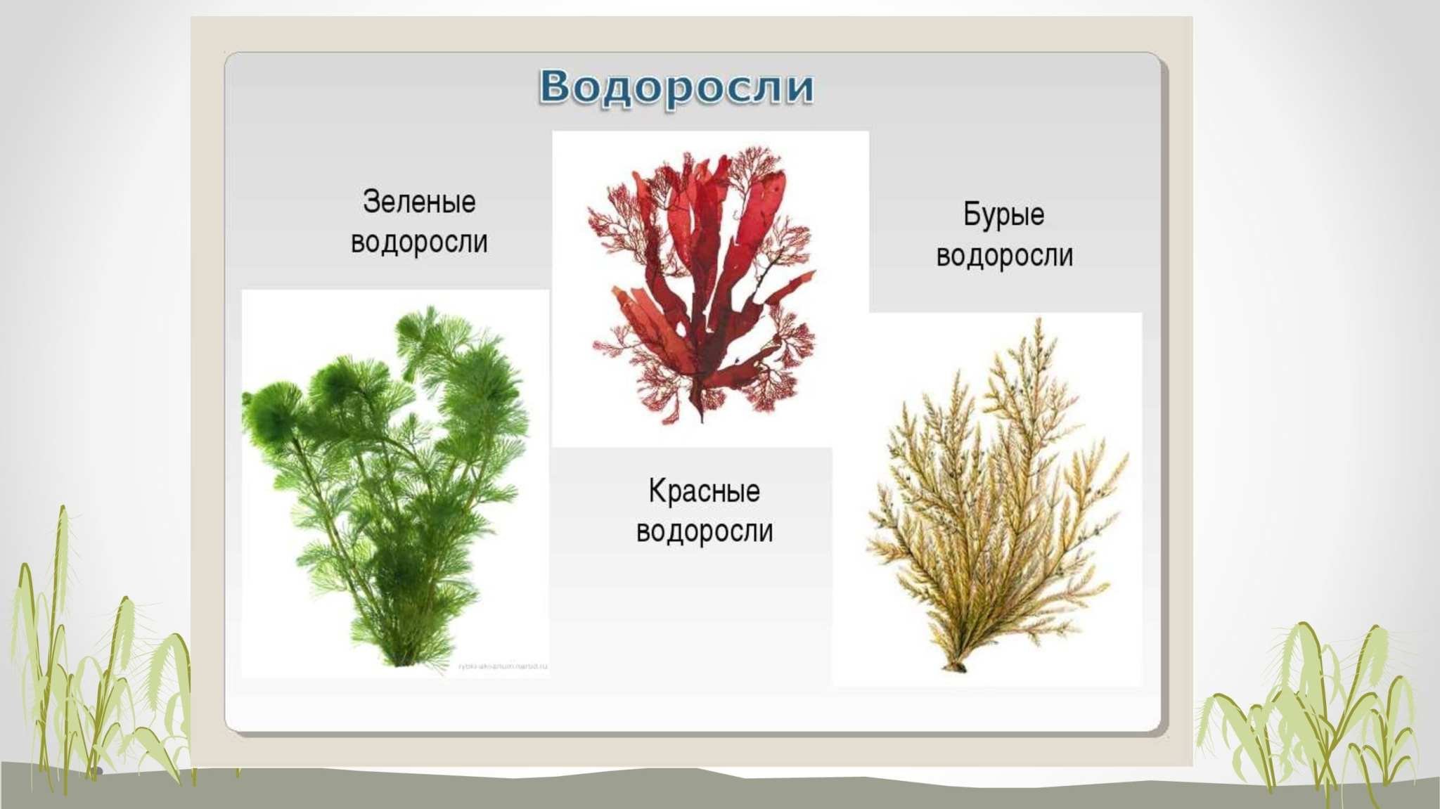 Назовите бурую водоросль. Водоросли зеленые бурые красные. Бурые водоросли красные водоросли зеленые водоросли. Фукус зеленые водоросли красные водоросли бурые водоросли. Красные пи бурые водоросли.